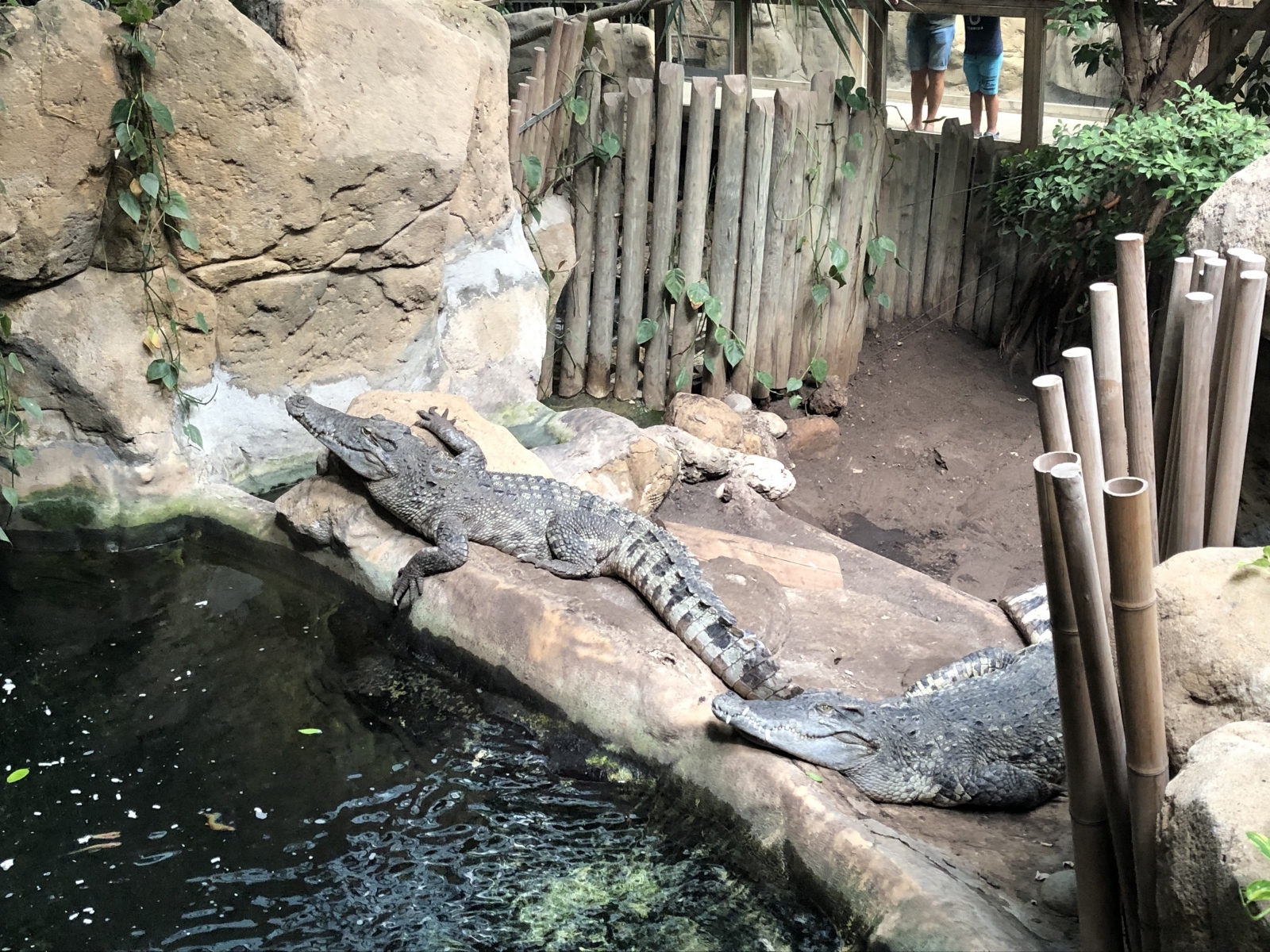 Visite du zoo de Barcelone