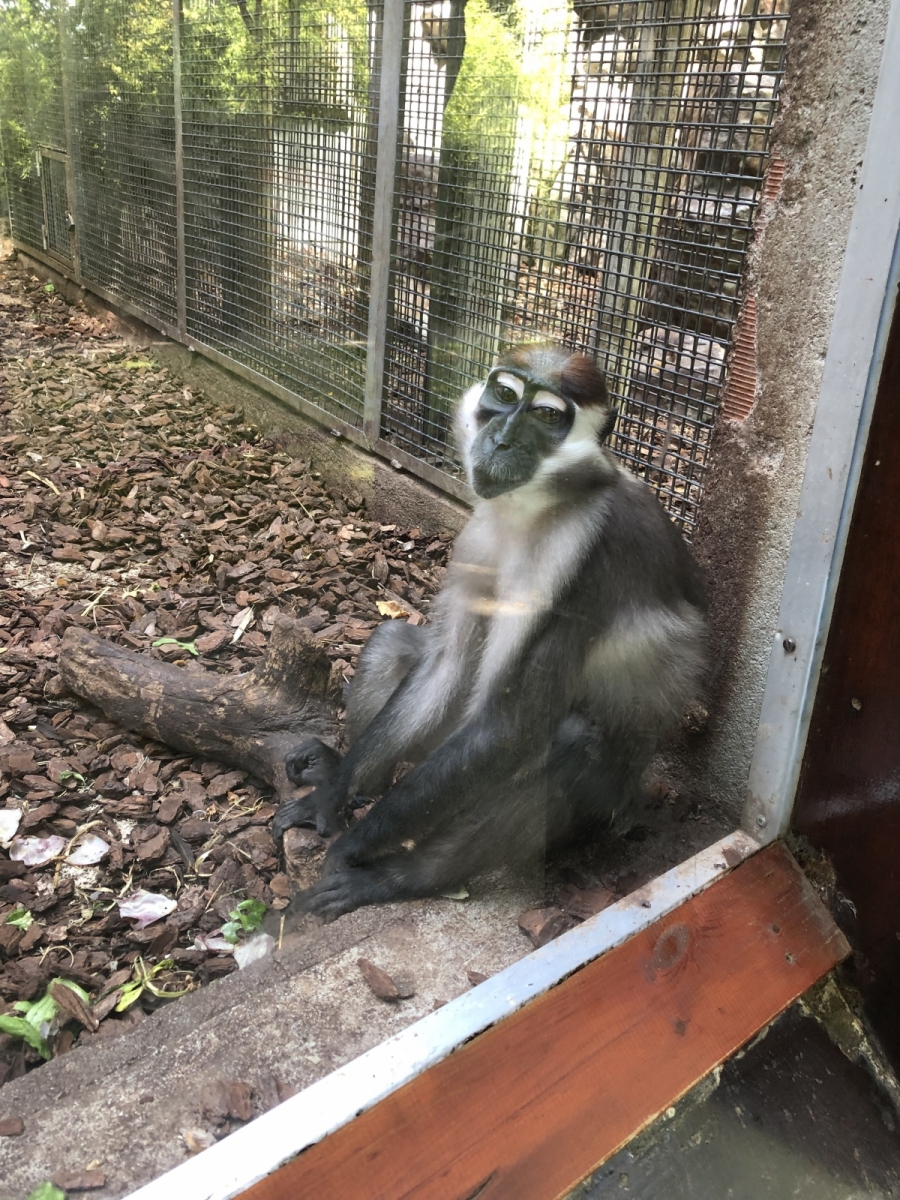 Visite du zoo de Barcelone
