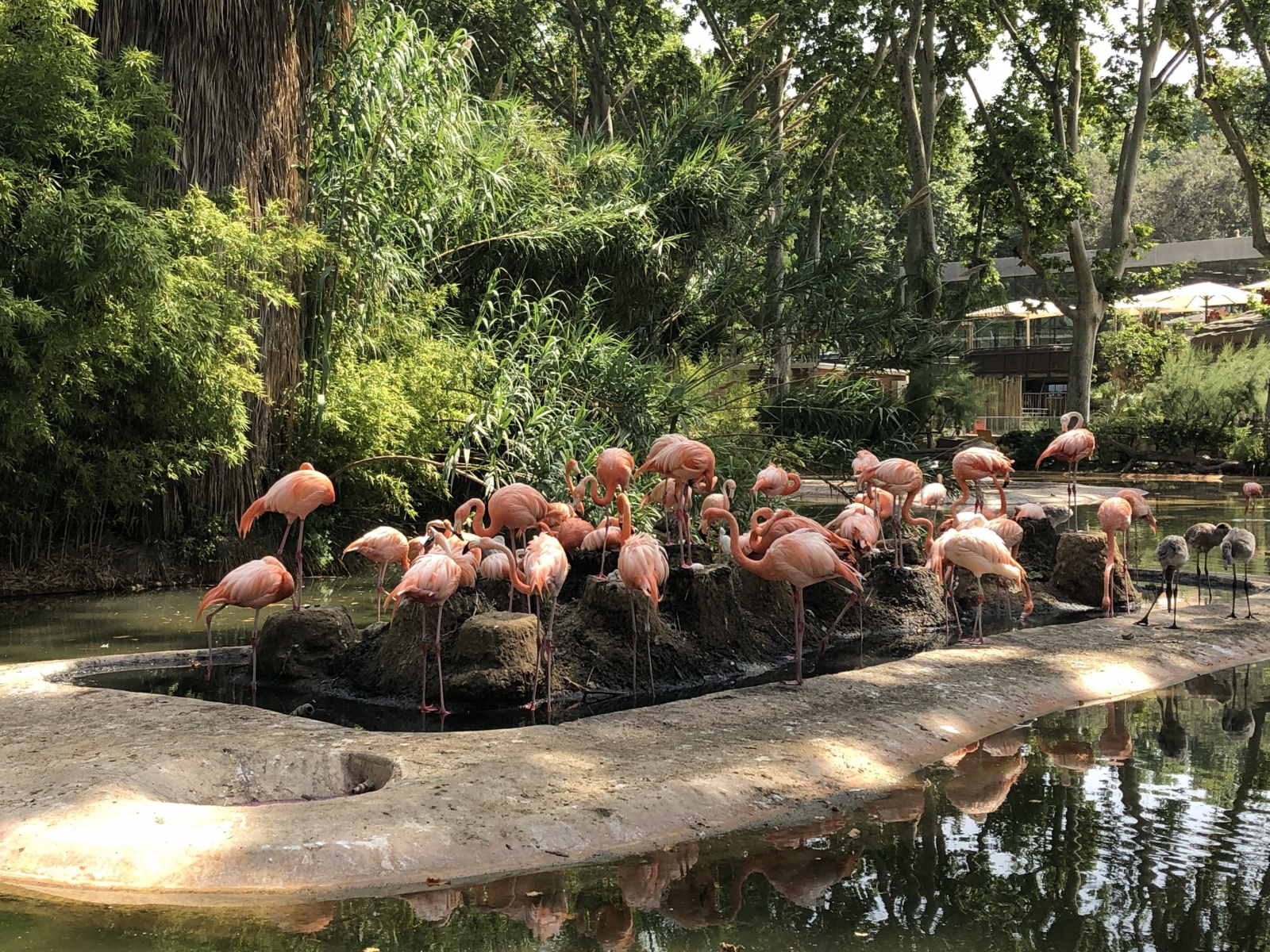 Visite du zoo de Barcelone