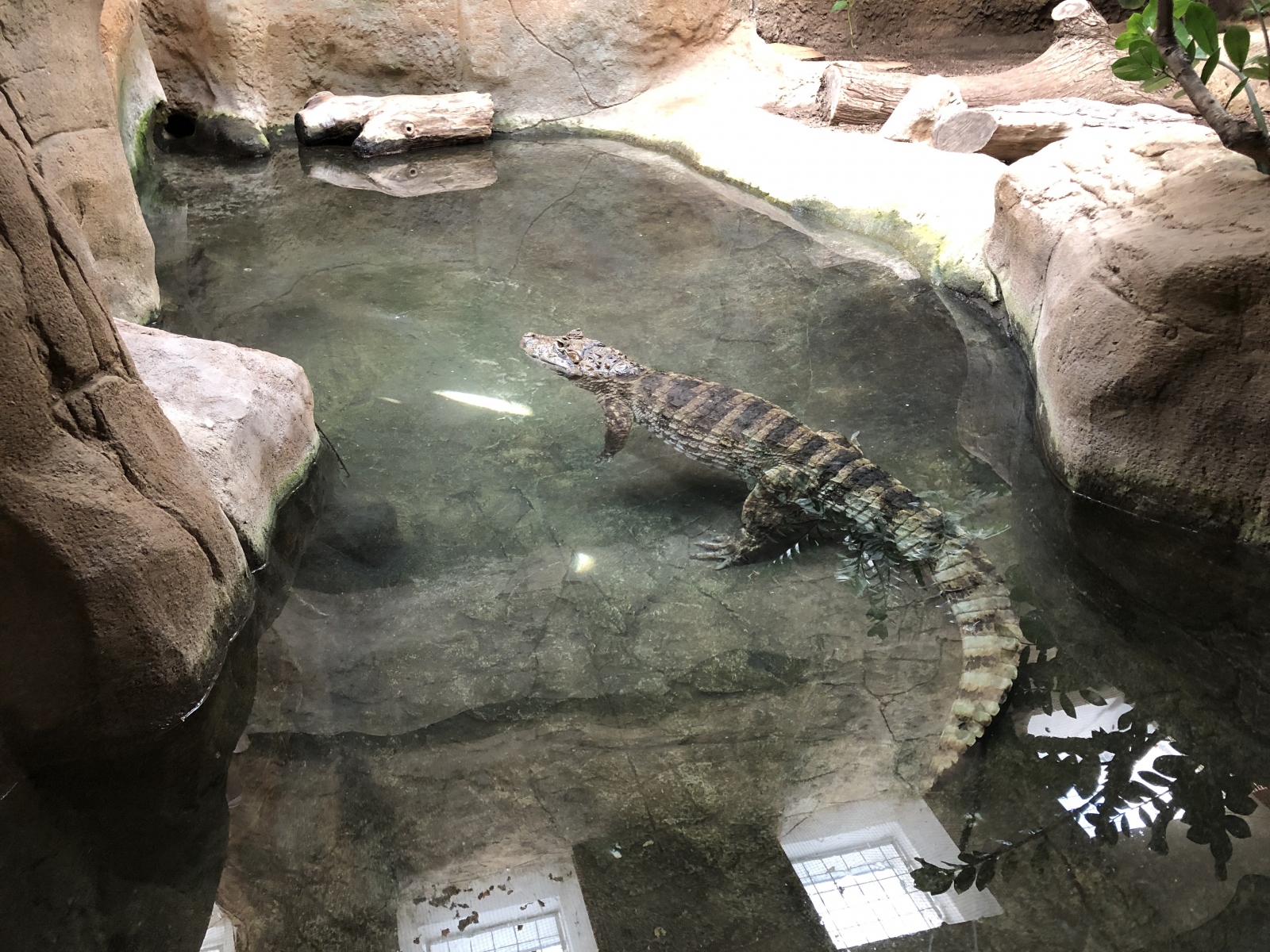 Visite du zoo de Barcelone