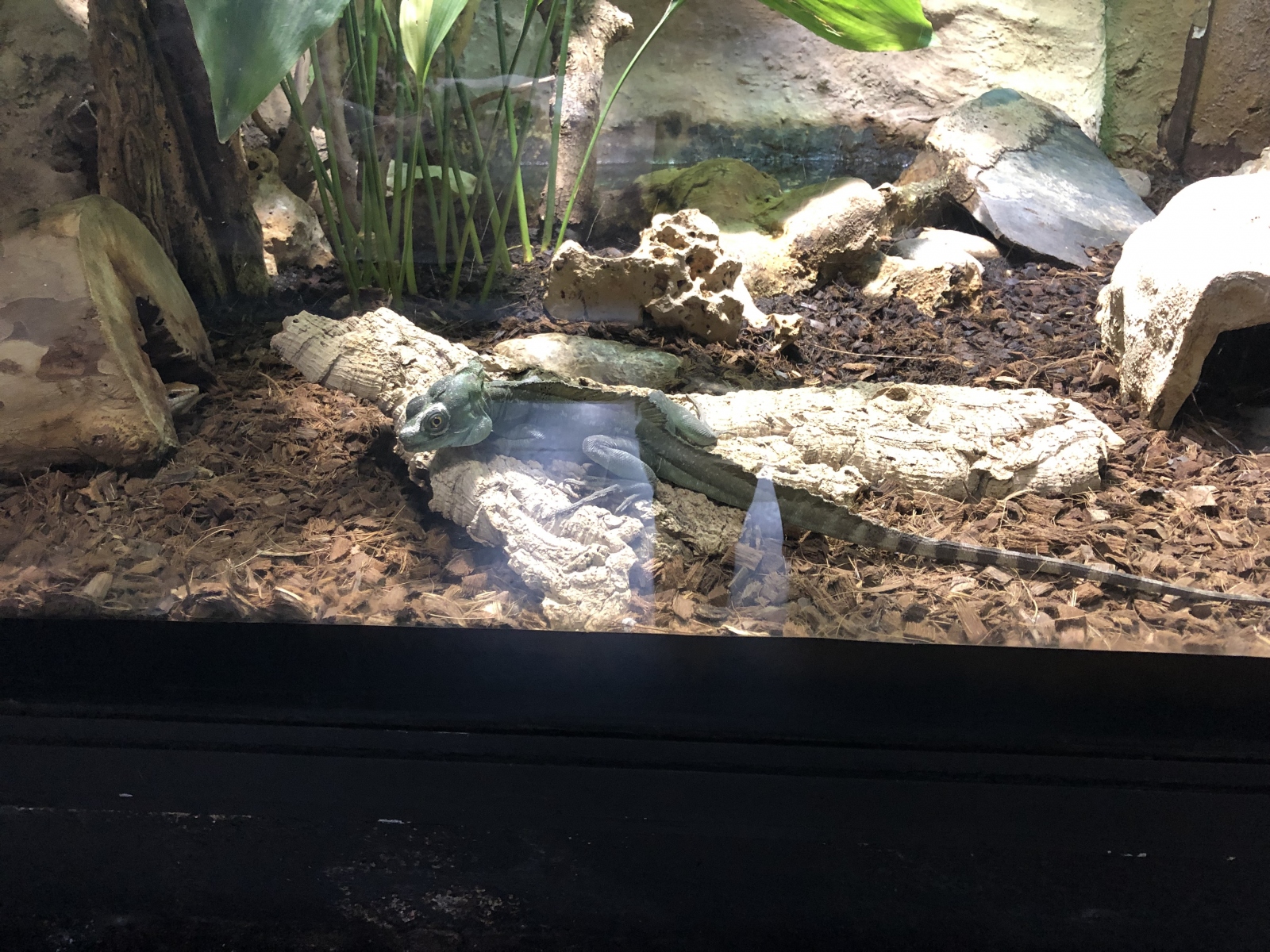 Visite du zoo de Barcelone