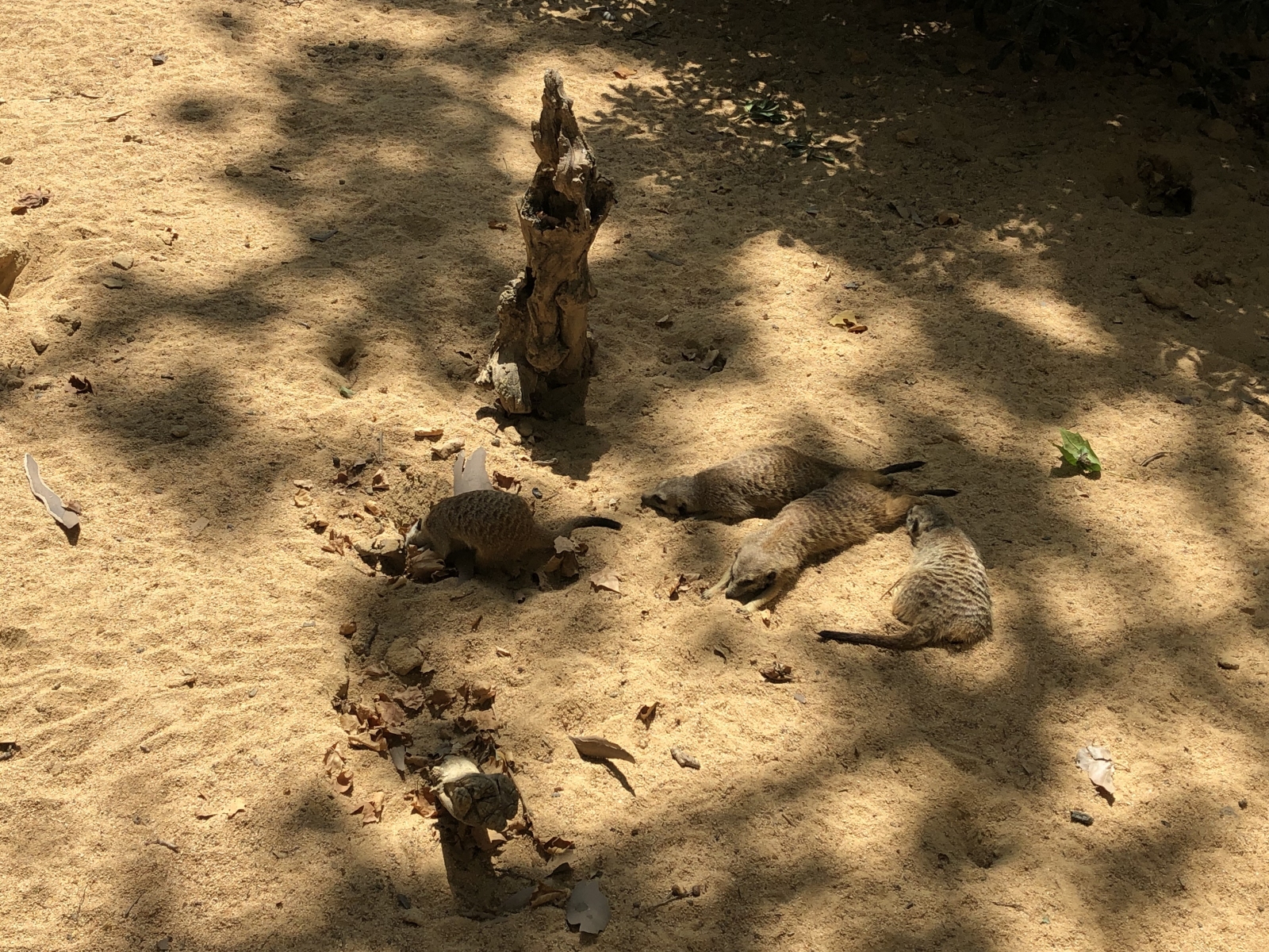 Visite du zoo de Barcelone