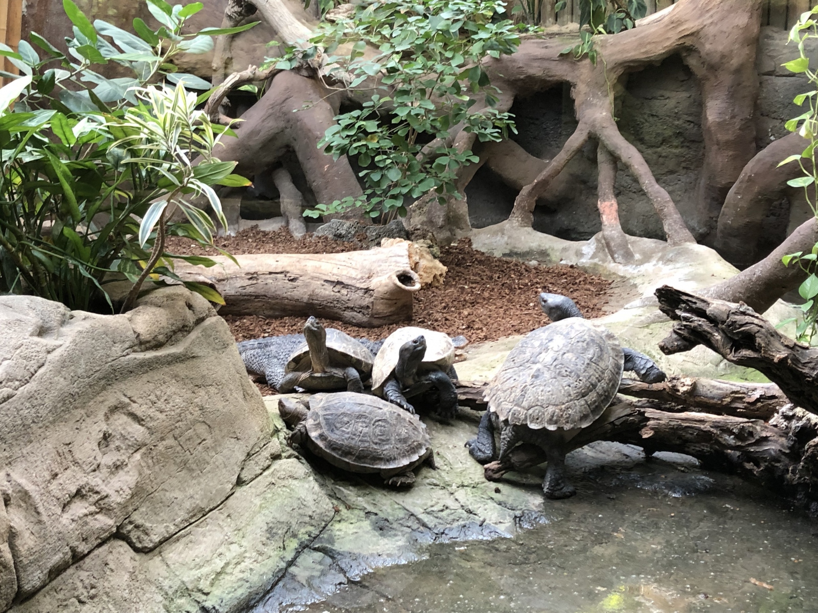 Visite du zoo de Barcelone