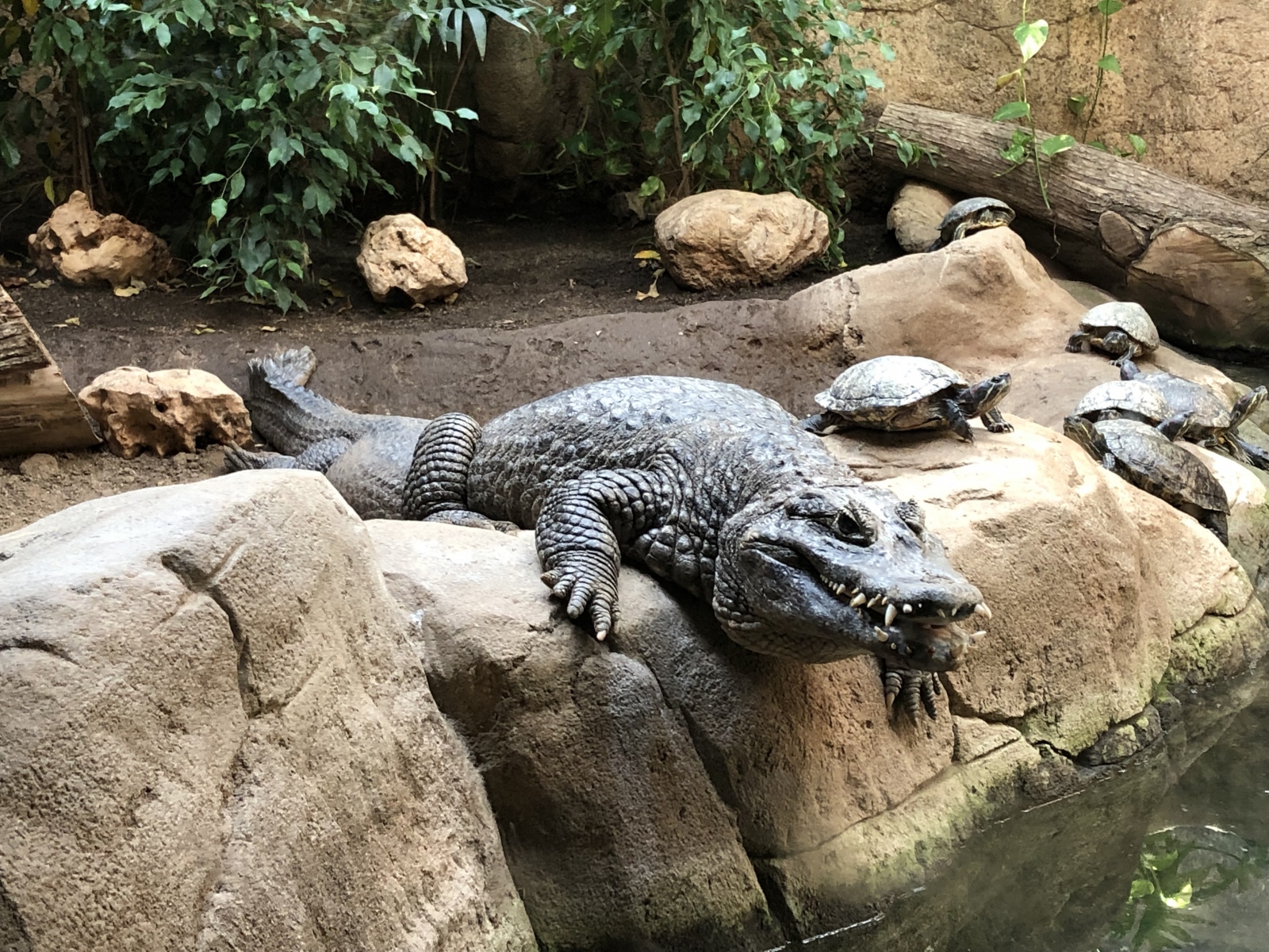 Visite du zoo de Barcelone