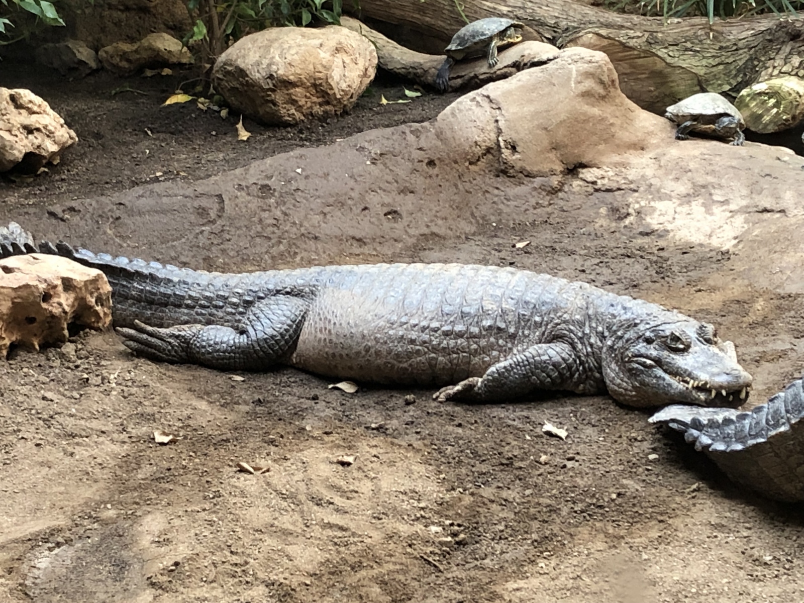 Visite du zoo de Barcelone