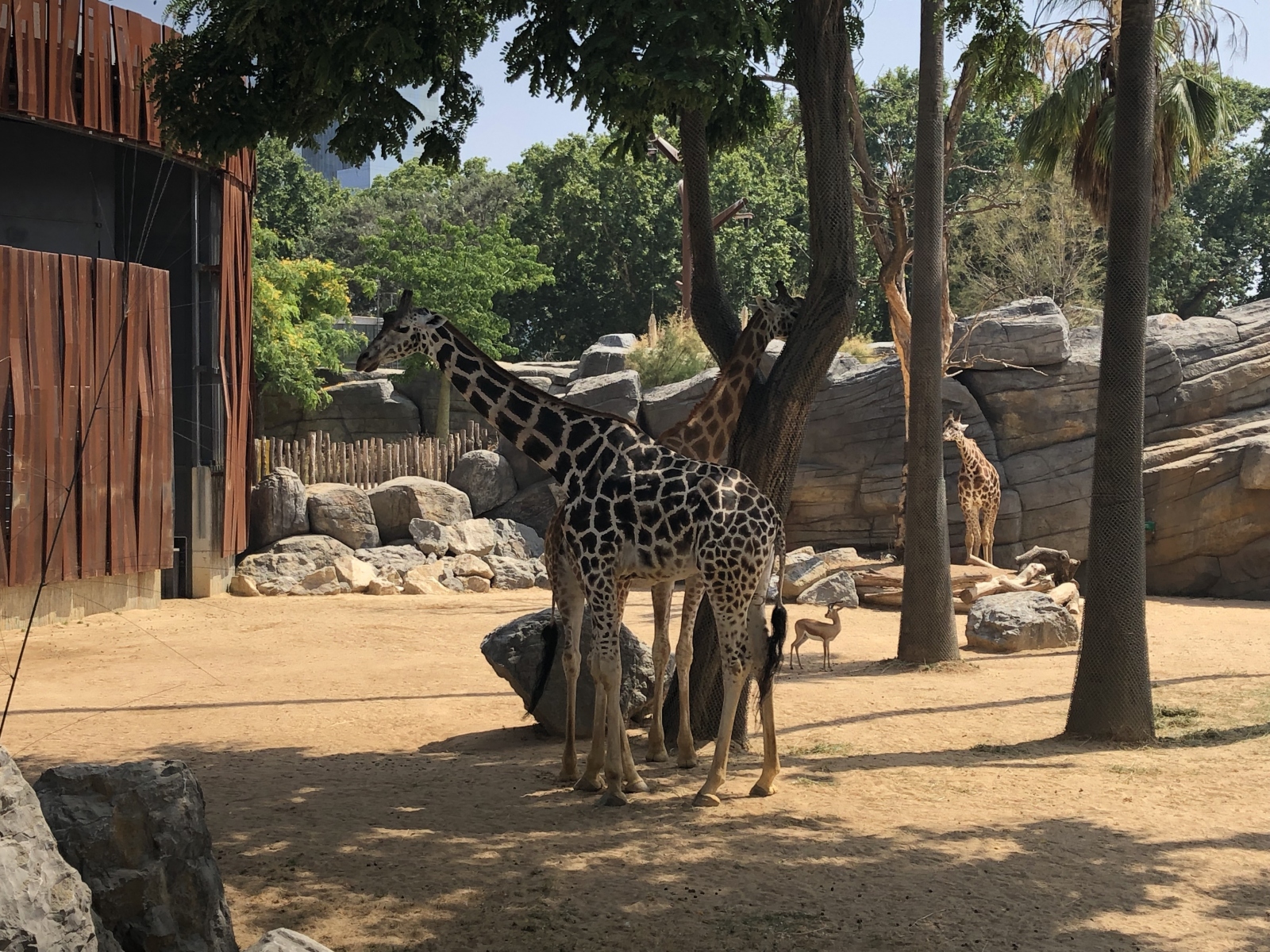 Visite du zoo de Barcelone
