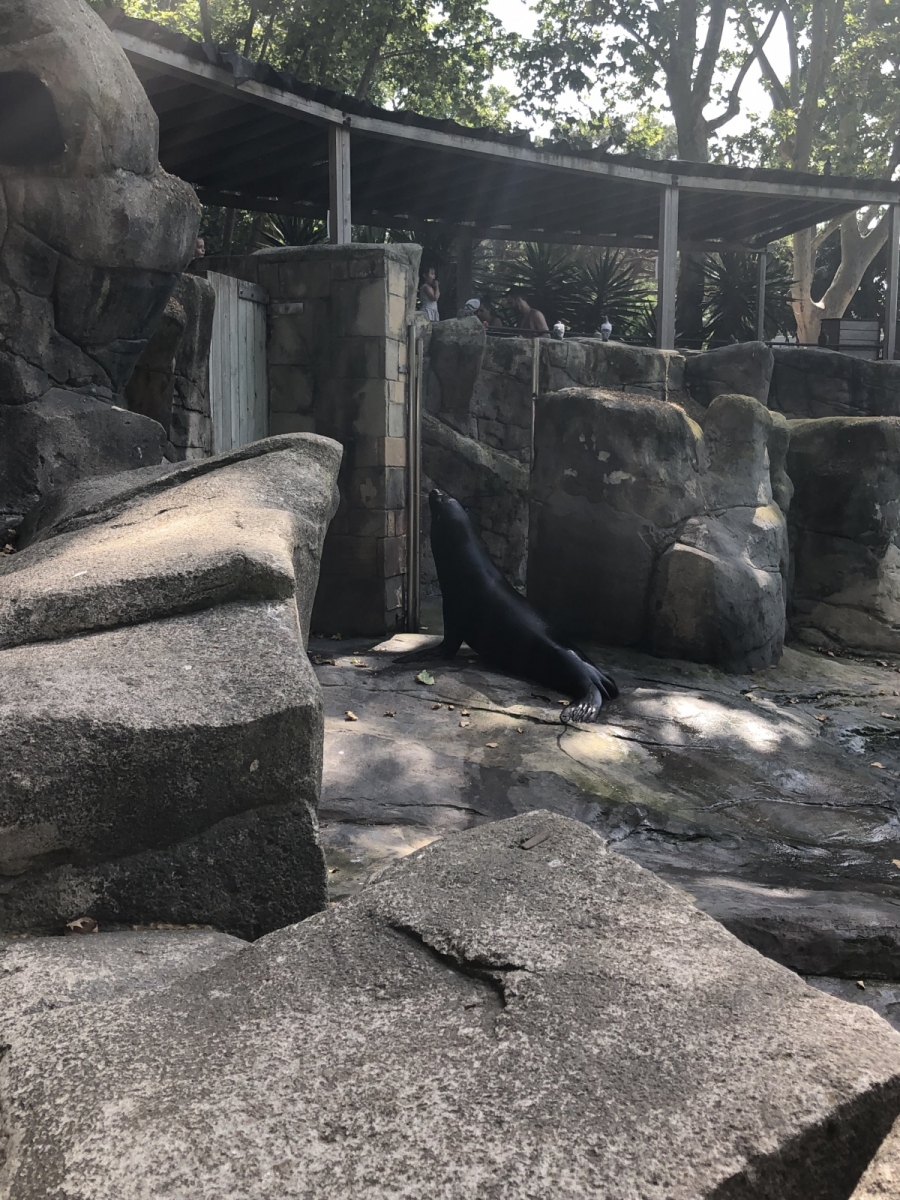 Visite du zoo de Barcelone