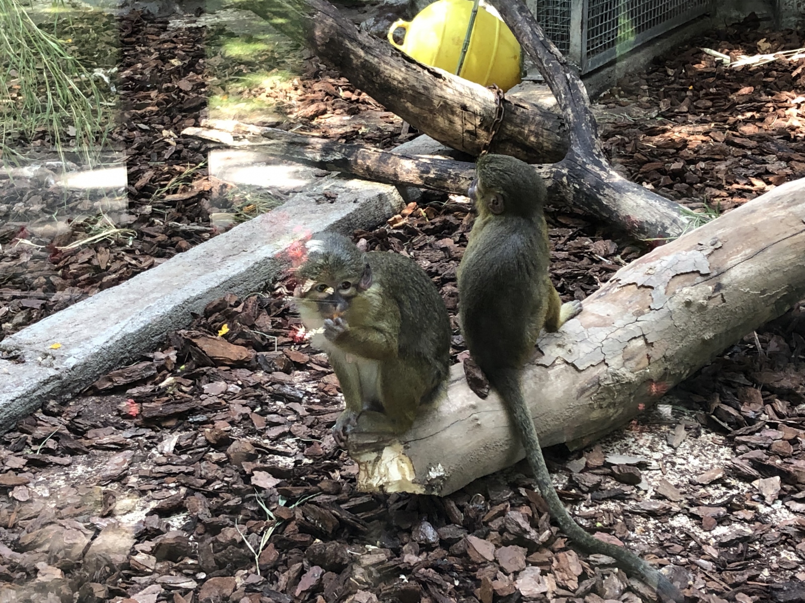 Visite du zoo de Barcelone
