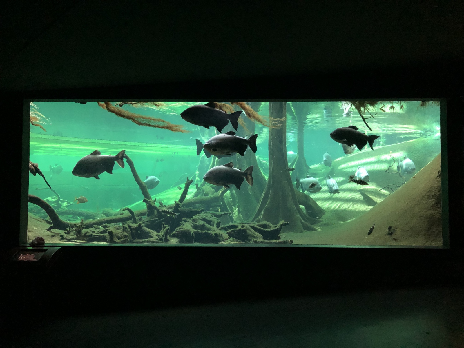 Visite du musée CosmoCaixa