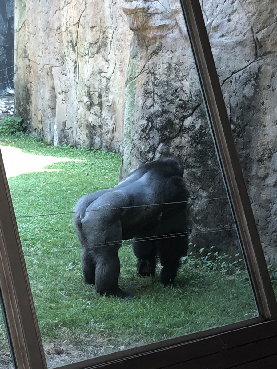 Visite du zoo de Barcelone
