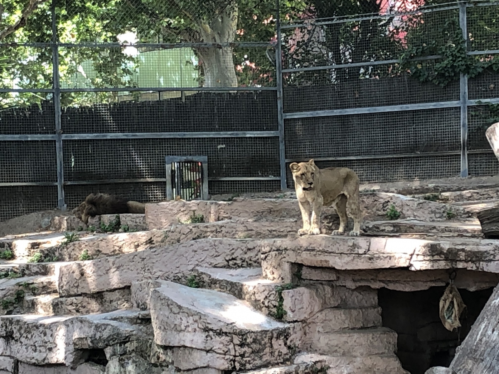 Visite du zoo de Barcelone