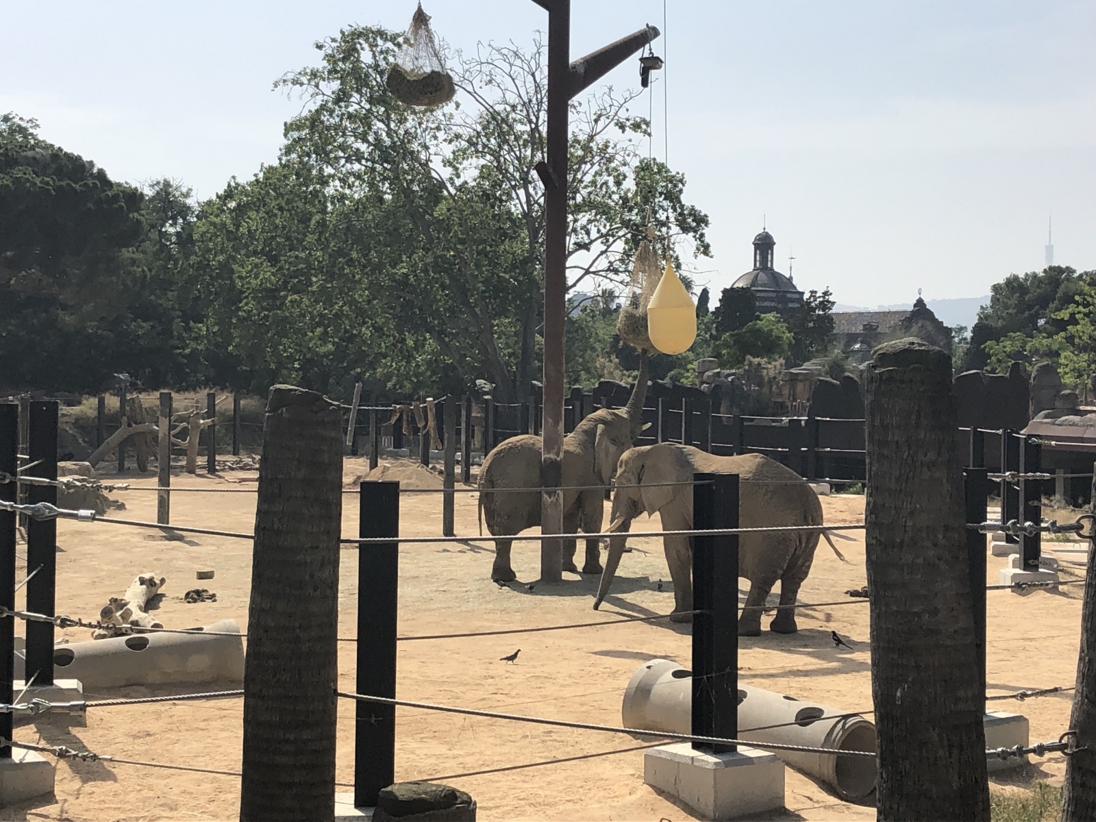 Visite du zoo de Barcelone