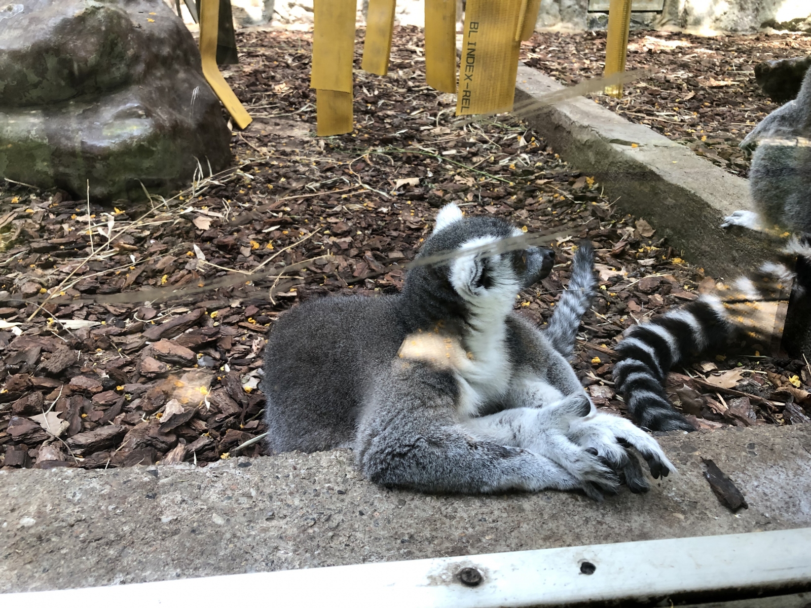 Visite du zoo de Barcelone