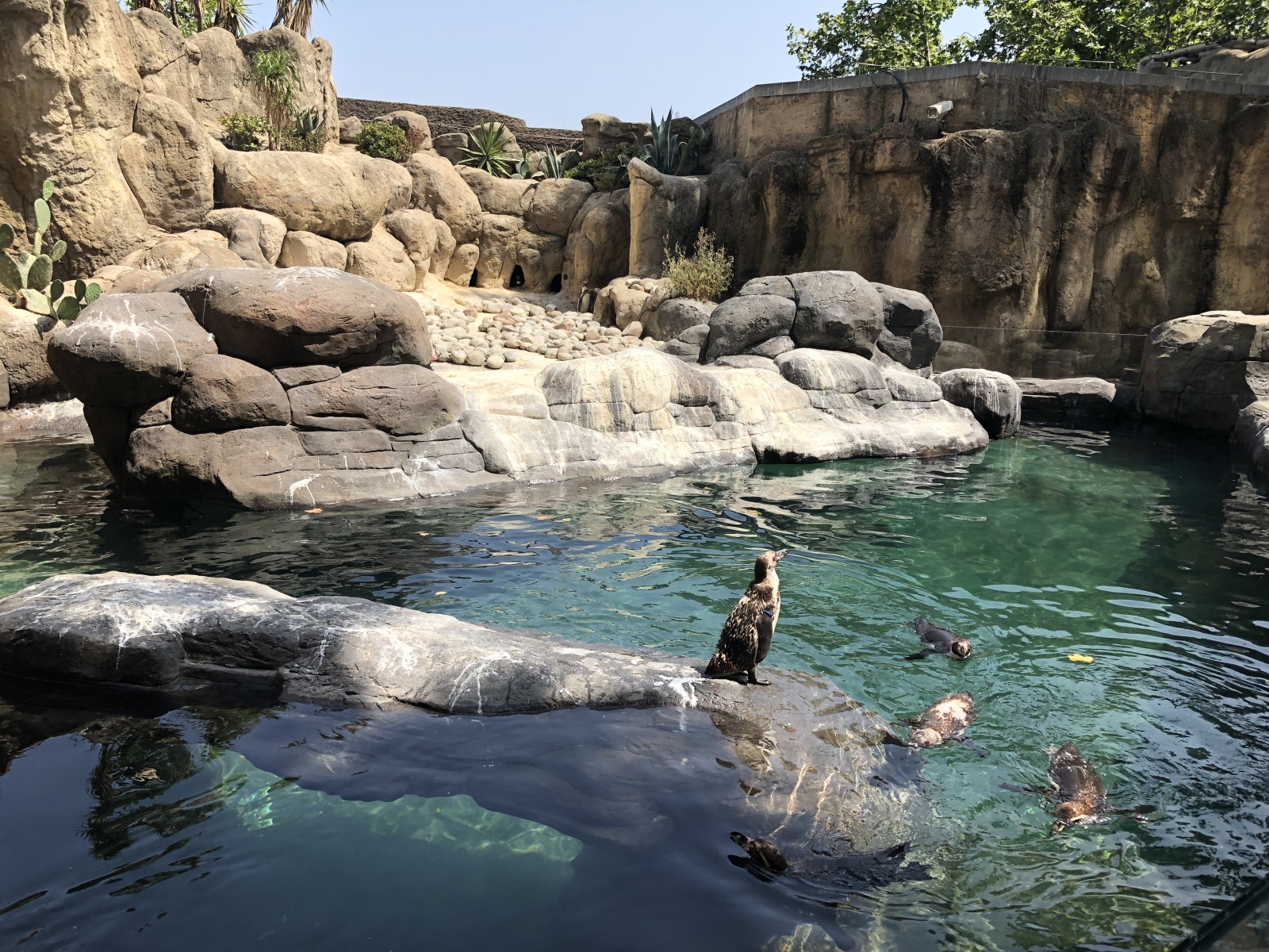 Visite du zoo de Barcelone
