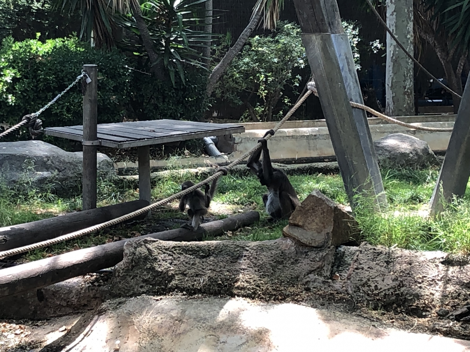 Visite du zoo de Barcelone