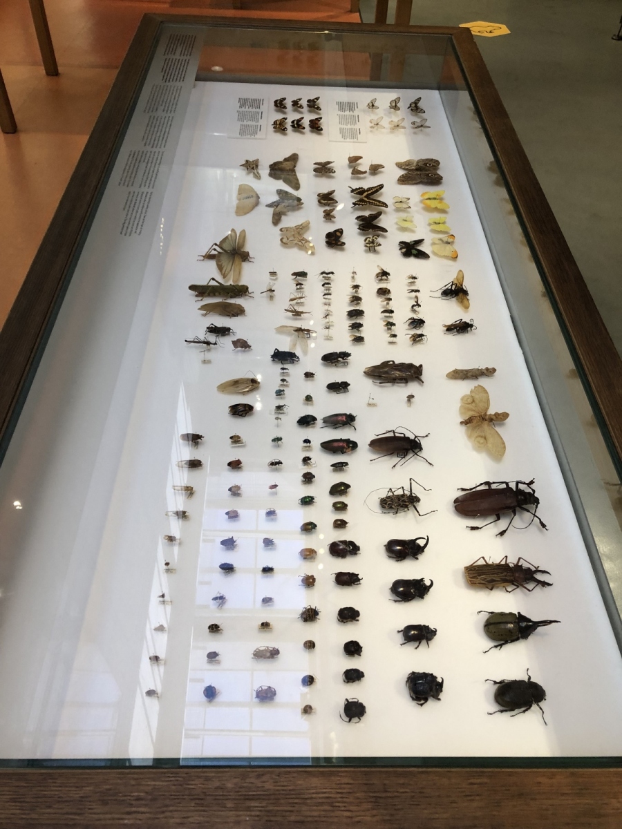 Visite du musée CosmoCaixa