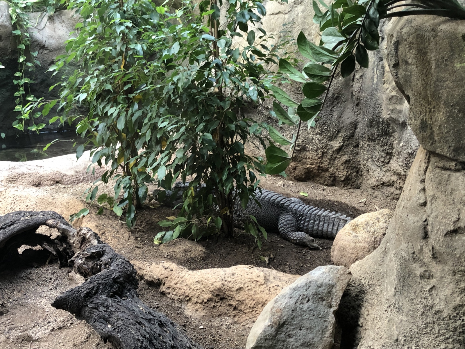 Visite du zoo de Barcelone