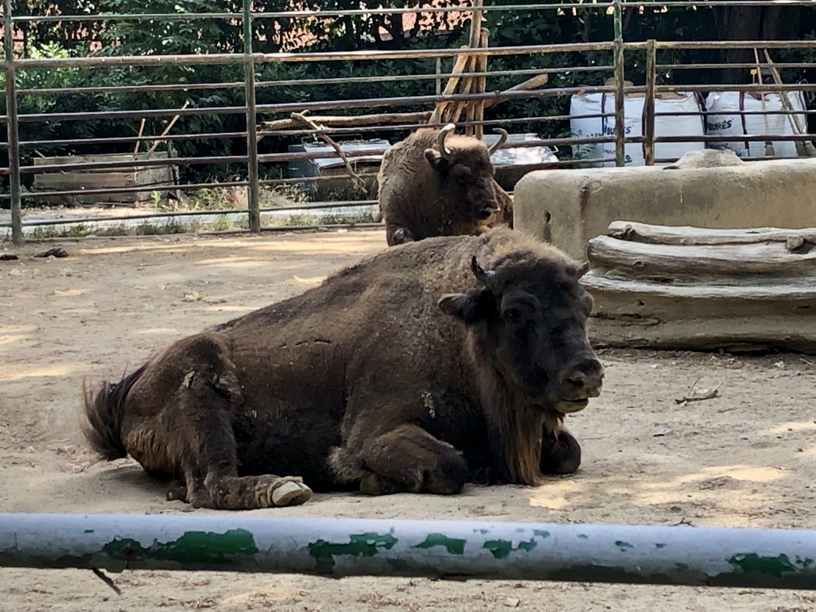 Visite du zoo de Barcelone