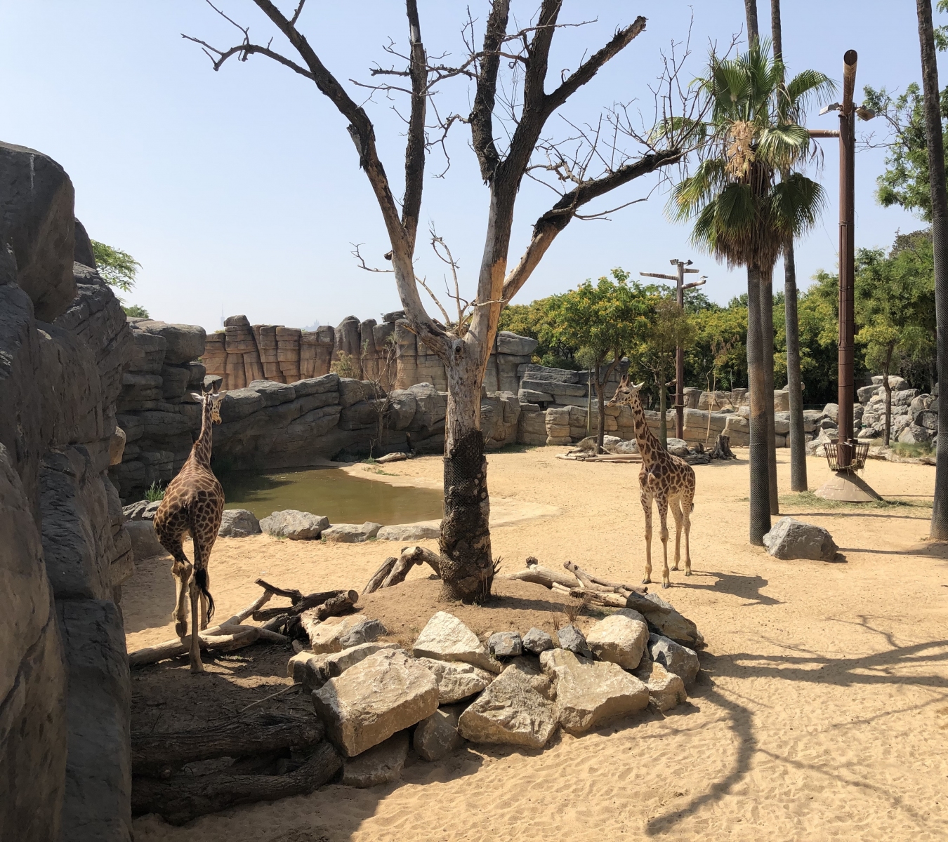 Visite du zoo de Barcelone