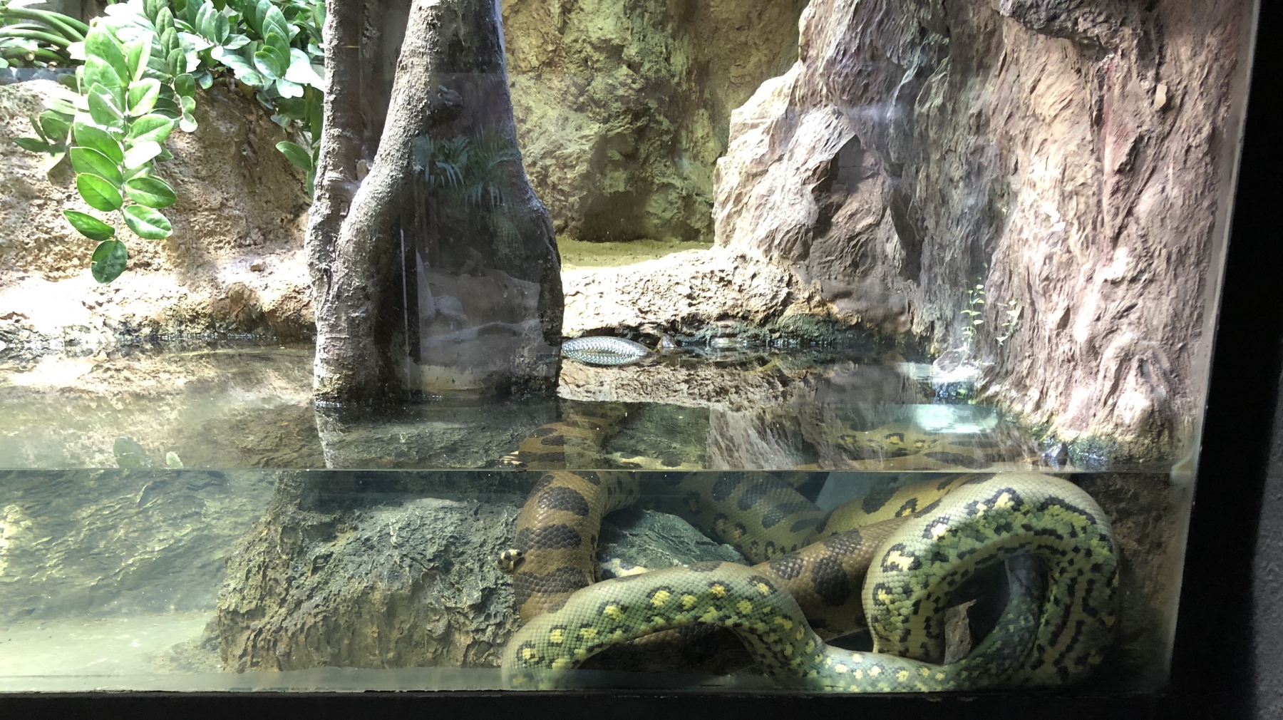 Visite du zoo de Barcelone