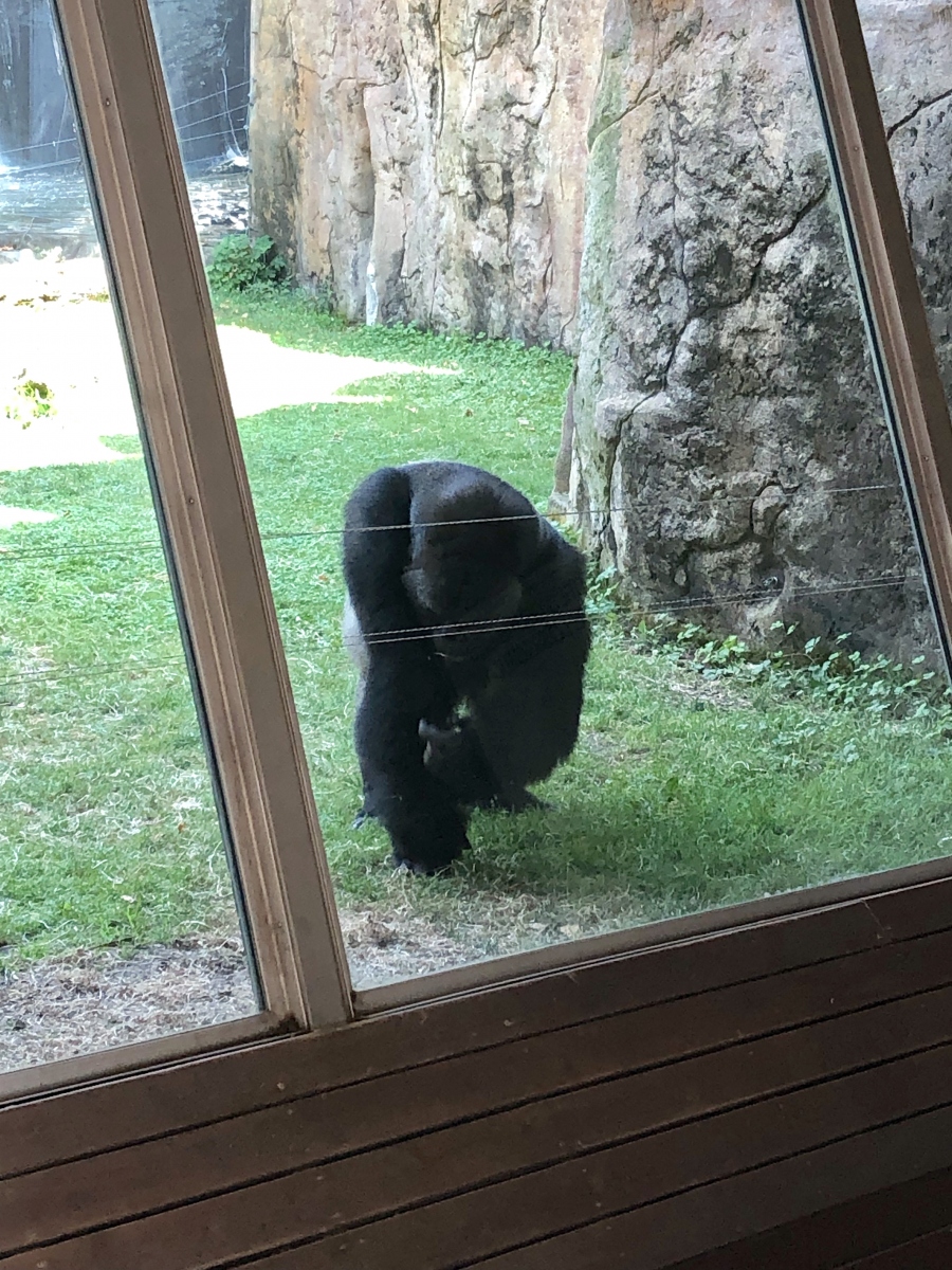 Visite du zoo de Barcelone