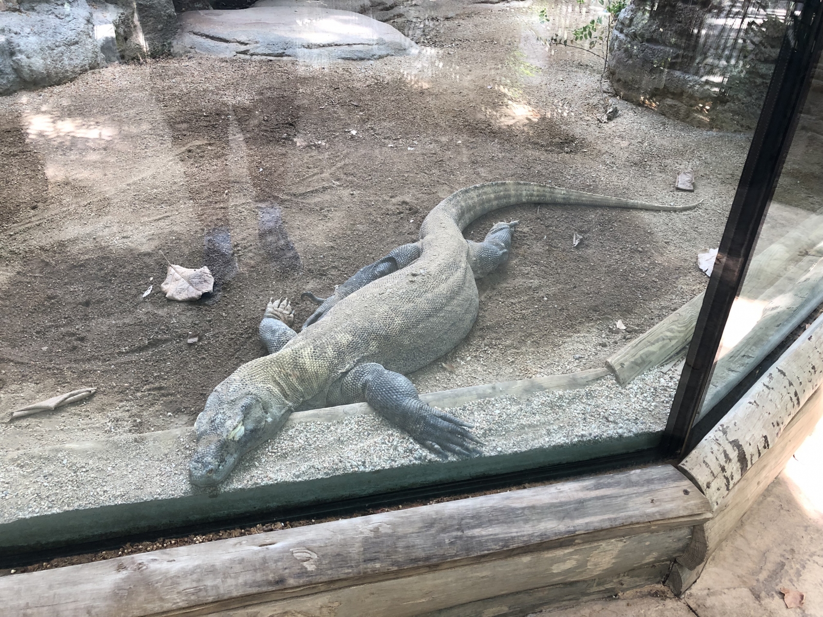 Visite du zoo de Barcelone