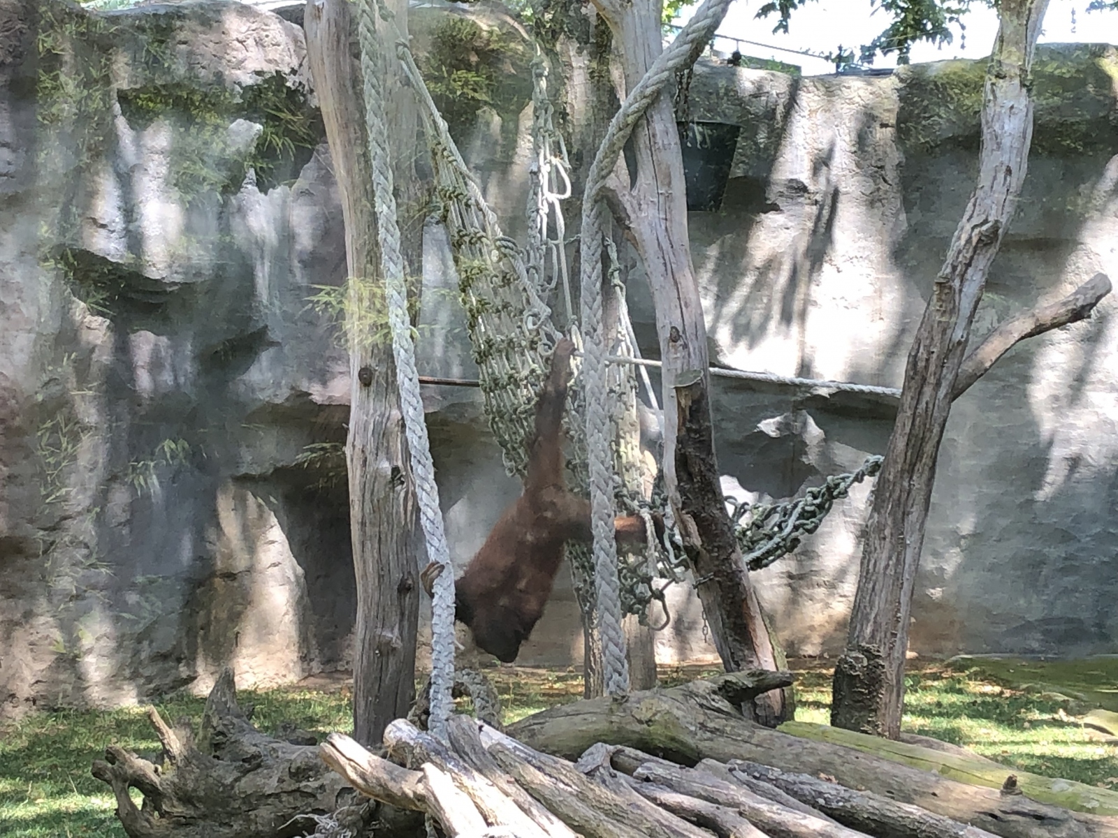 Visite du zoo de Barcelone
