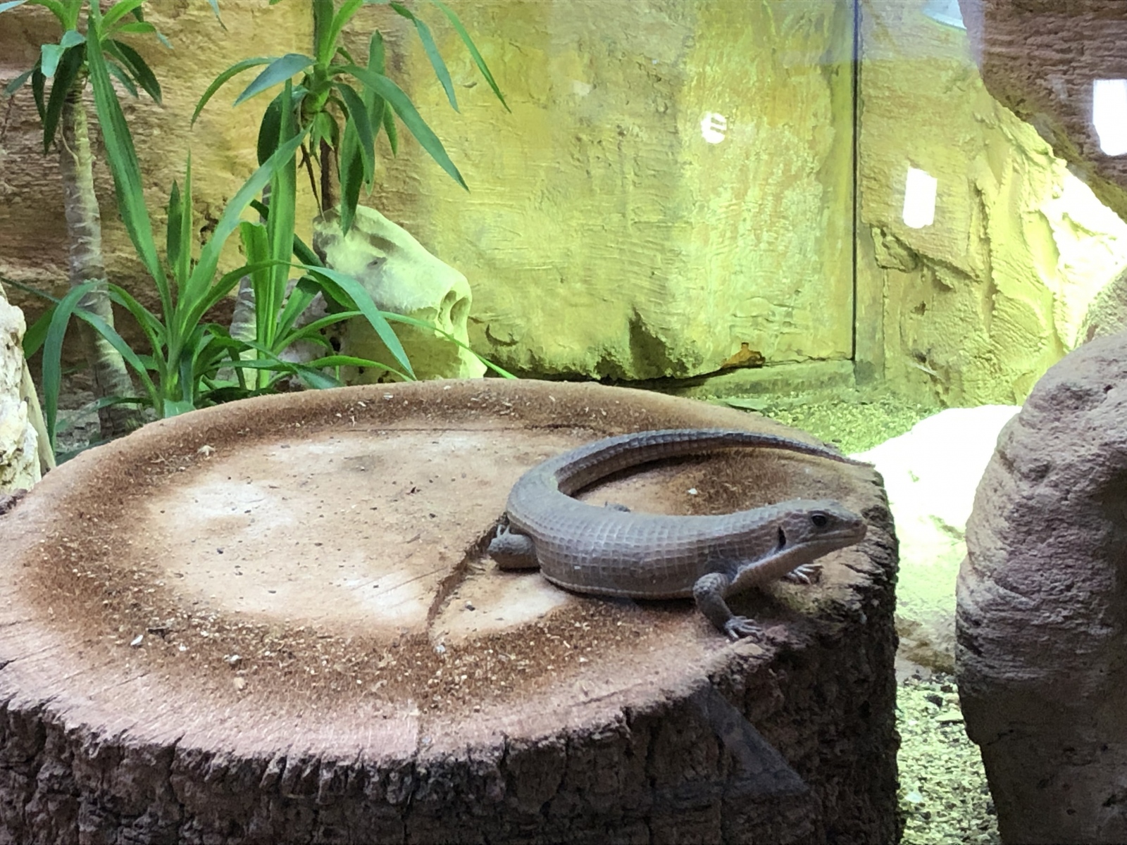 Visite du zoo de Barcelone