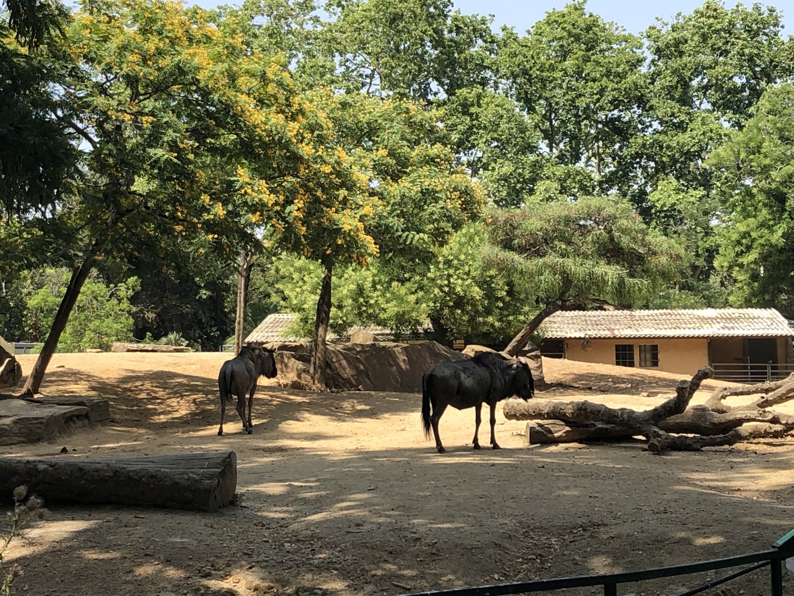 Visite du zoo de Barcelone