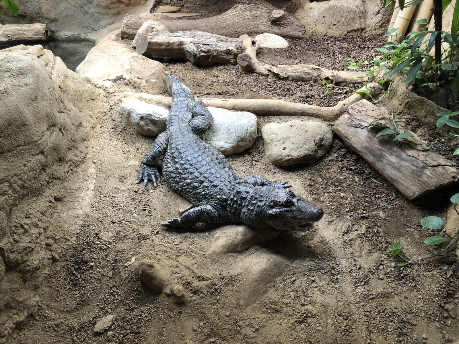 Visite du zoo de Barcelone