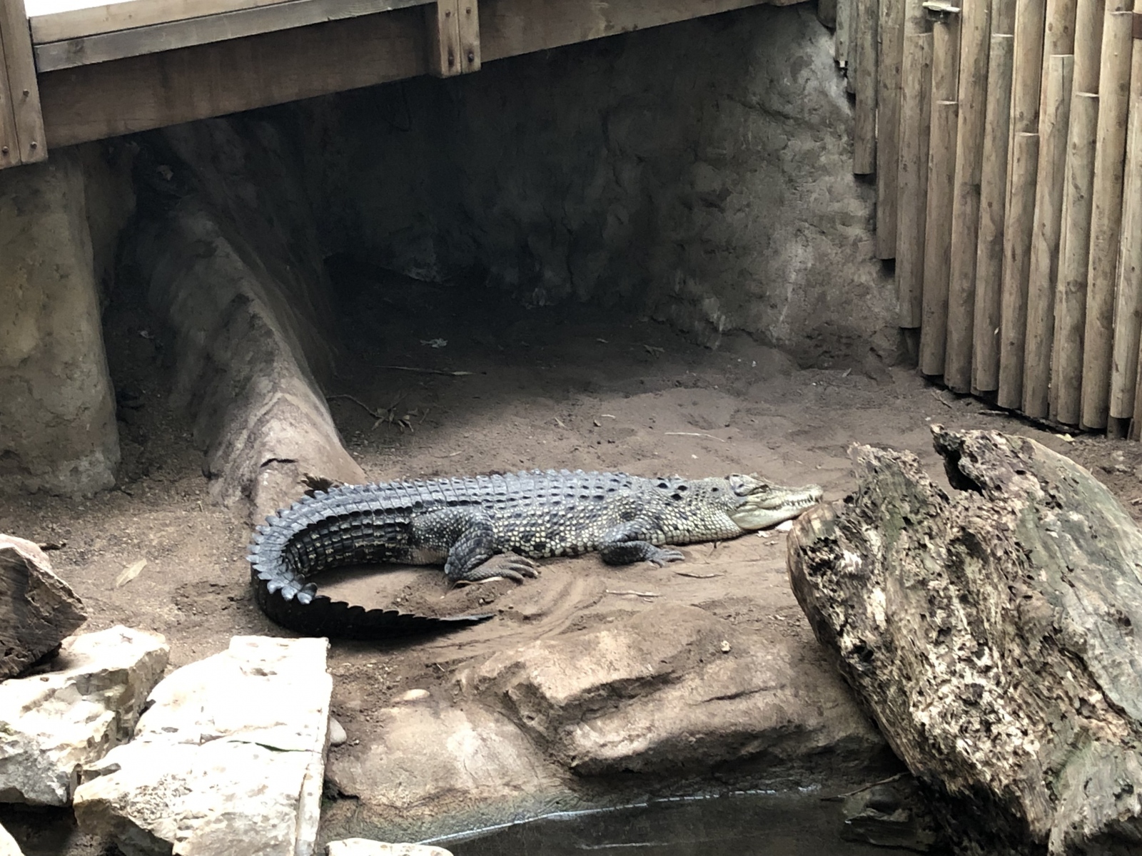 Visite du zoo de Barcelone