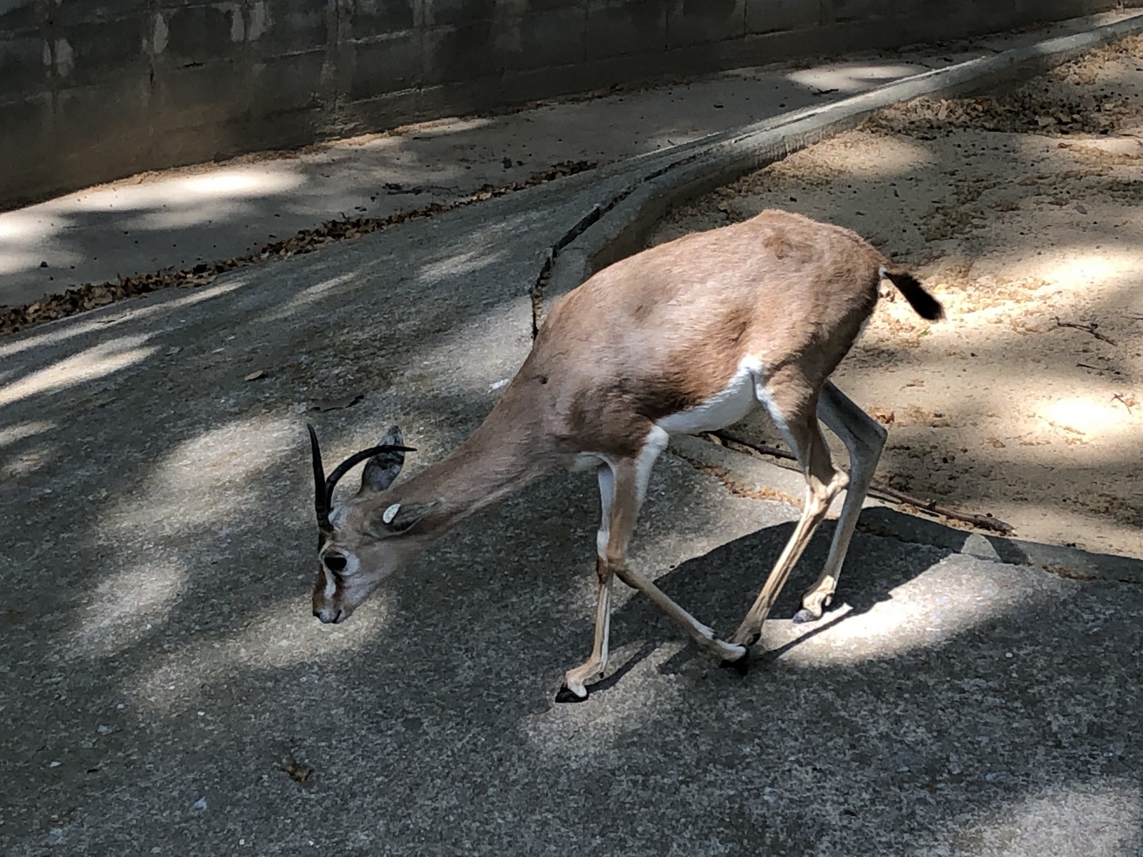 Visite du zoo de Barcelone