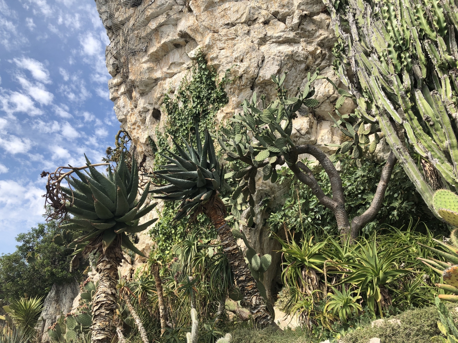 Visite du  jardin botanique à Eze village