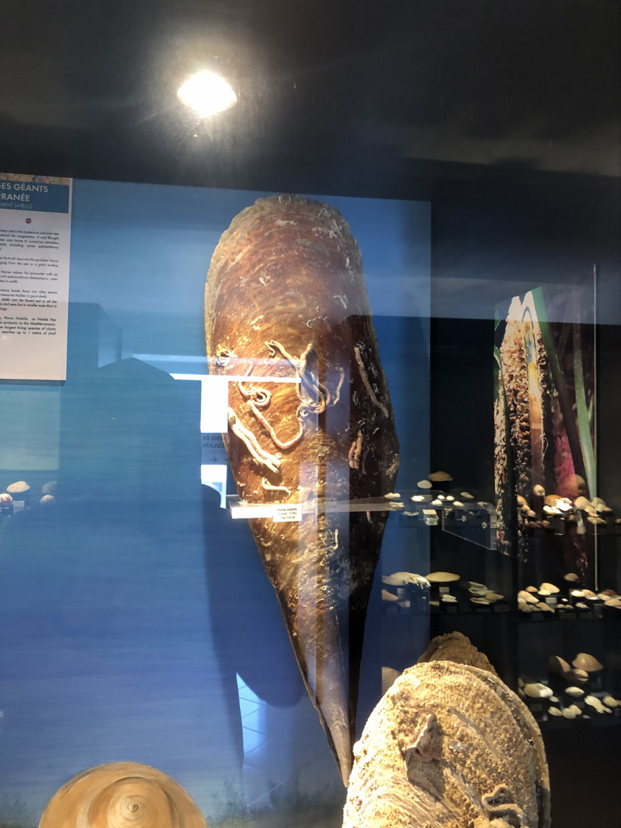 Musée des coquillages à Saint Jean Cap Ferrat