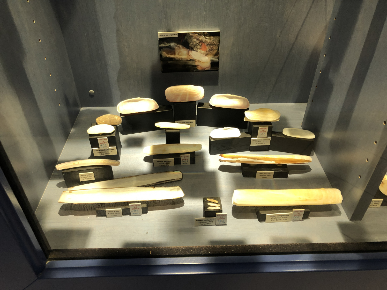 Musée des coquillages à Saint Jean Cap Ferrat