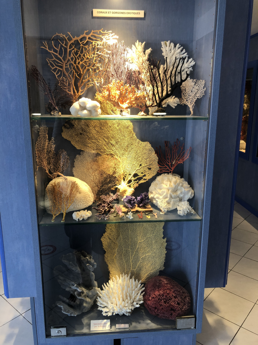 Musée des coquillages à Saint Jean Cap Ferrat