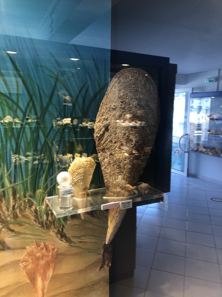 Musée des coquillages à Saint Jean Cap Ferrat
