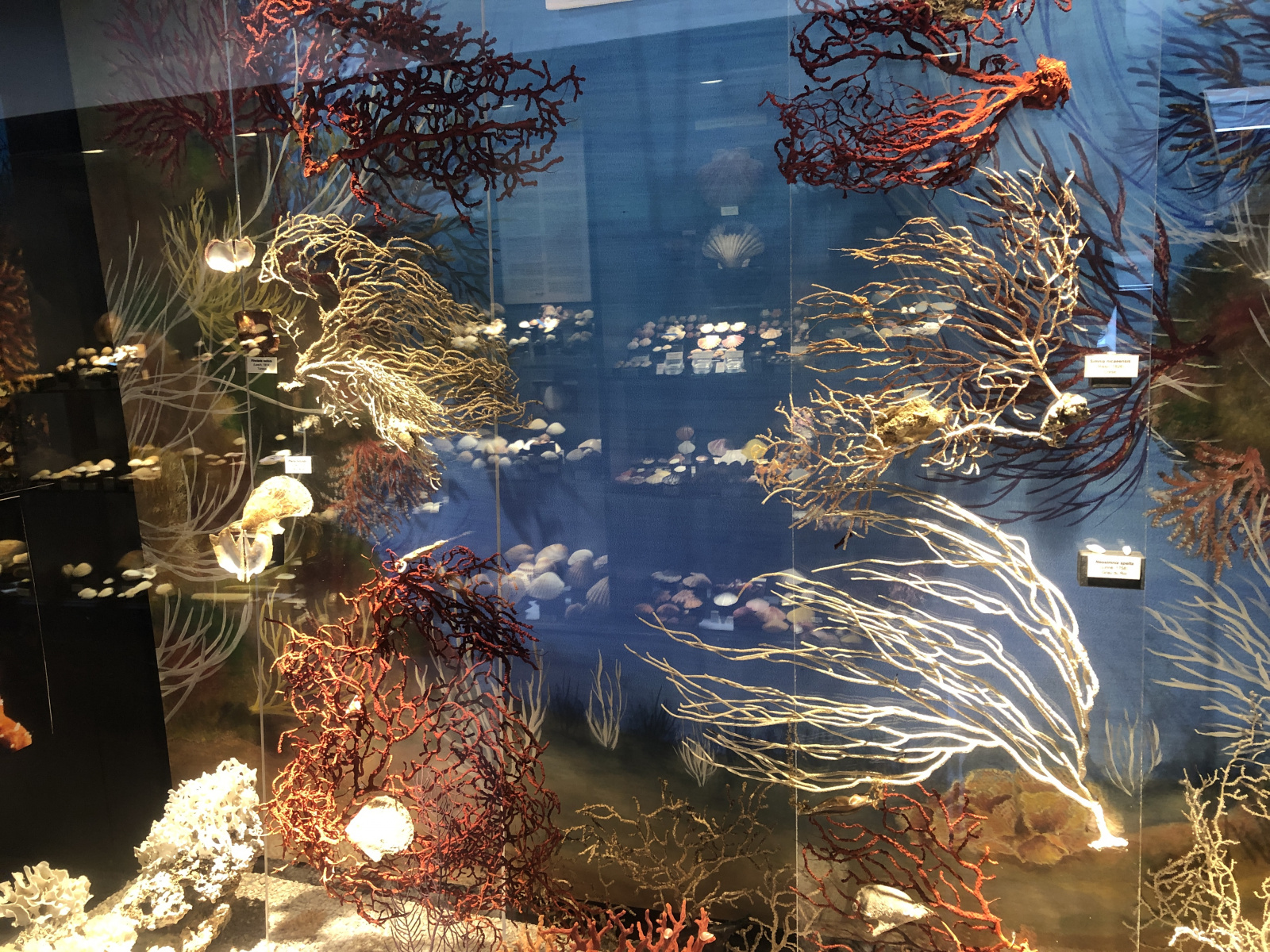 Musée des coquillages à Saint Jean Cap Ferrat