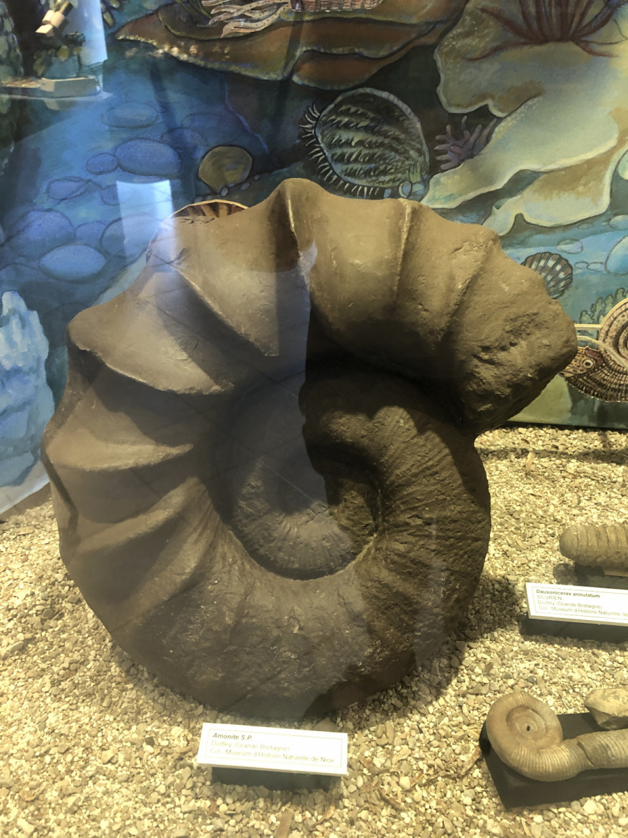 Musée des coquillages à Saint Jean Cap Ferrat