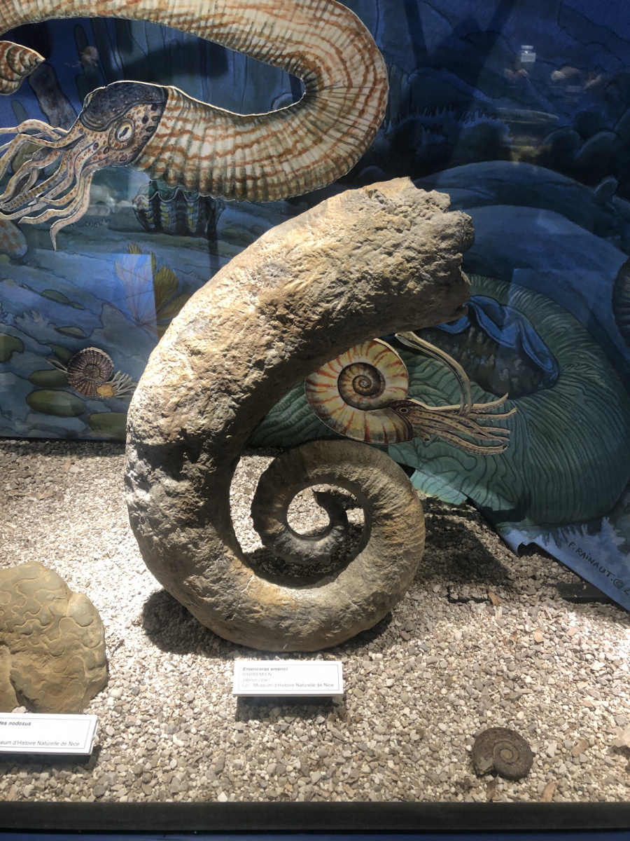 Musée des coquillages à Saint Jean Cap Ferrat