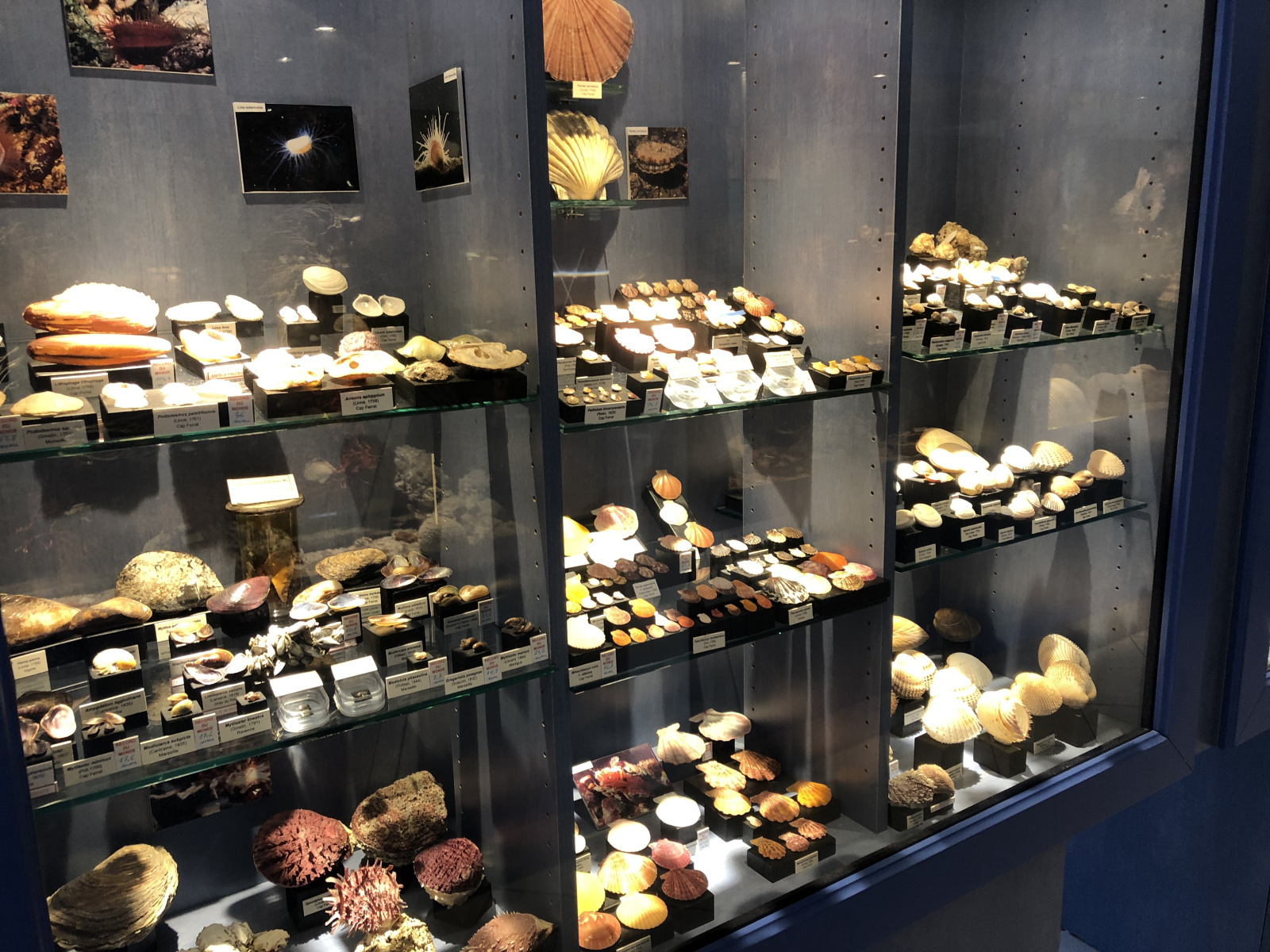 Musée des coquillages à Saint Jean Cap Ferrat