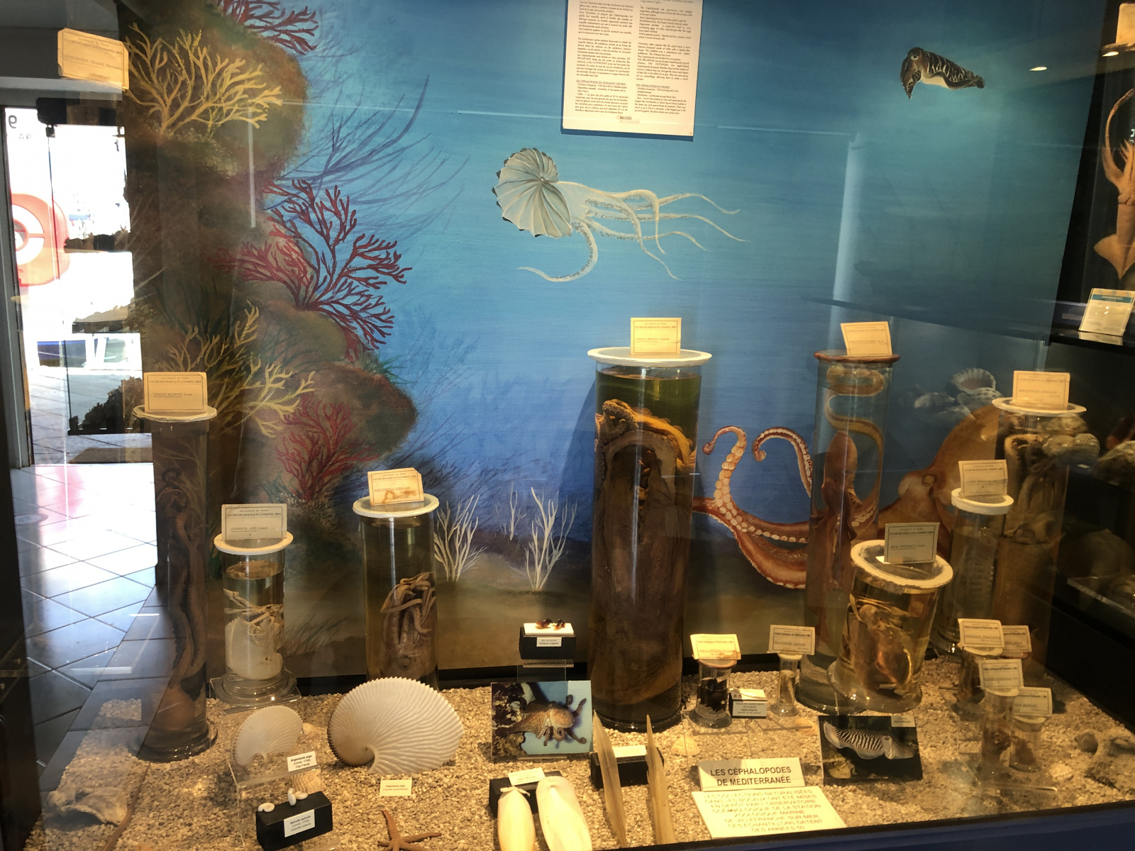 Musée des coquillages à Saint Jean Cap Ferrat
