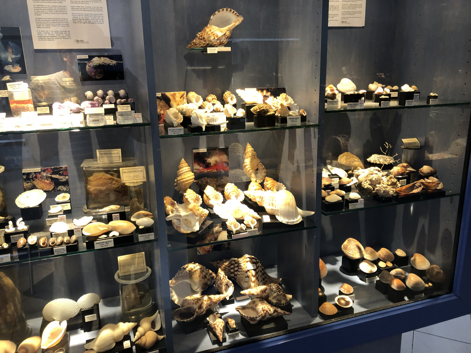 Musée des coquillages à Saint Jean Cap Ferrat