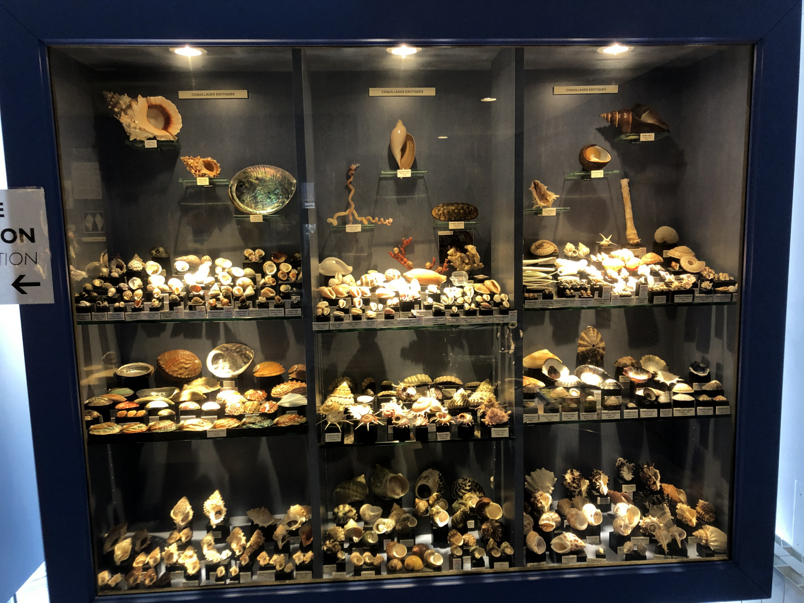 Musée des coquillages à Saint Jean Cap Ferrat