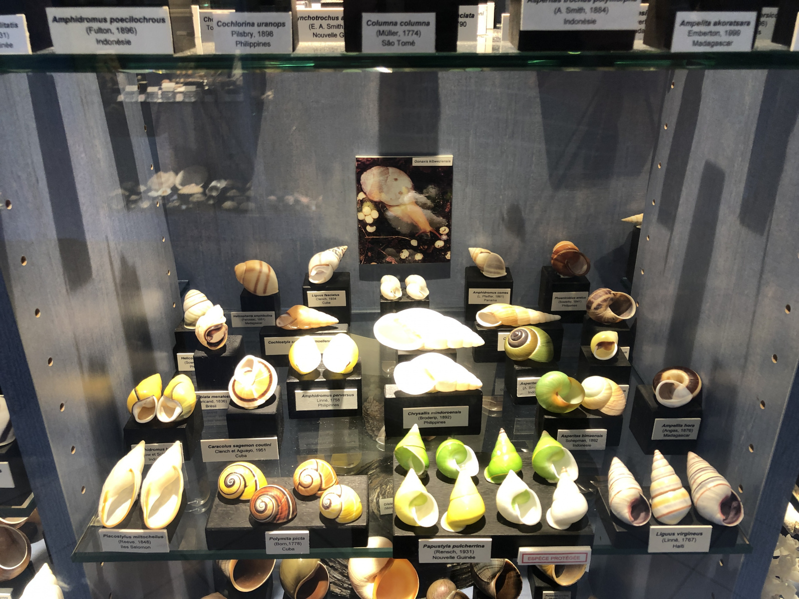 Musée des coquillages à Saint Jean Cap Ferrat