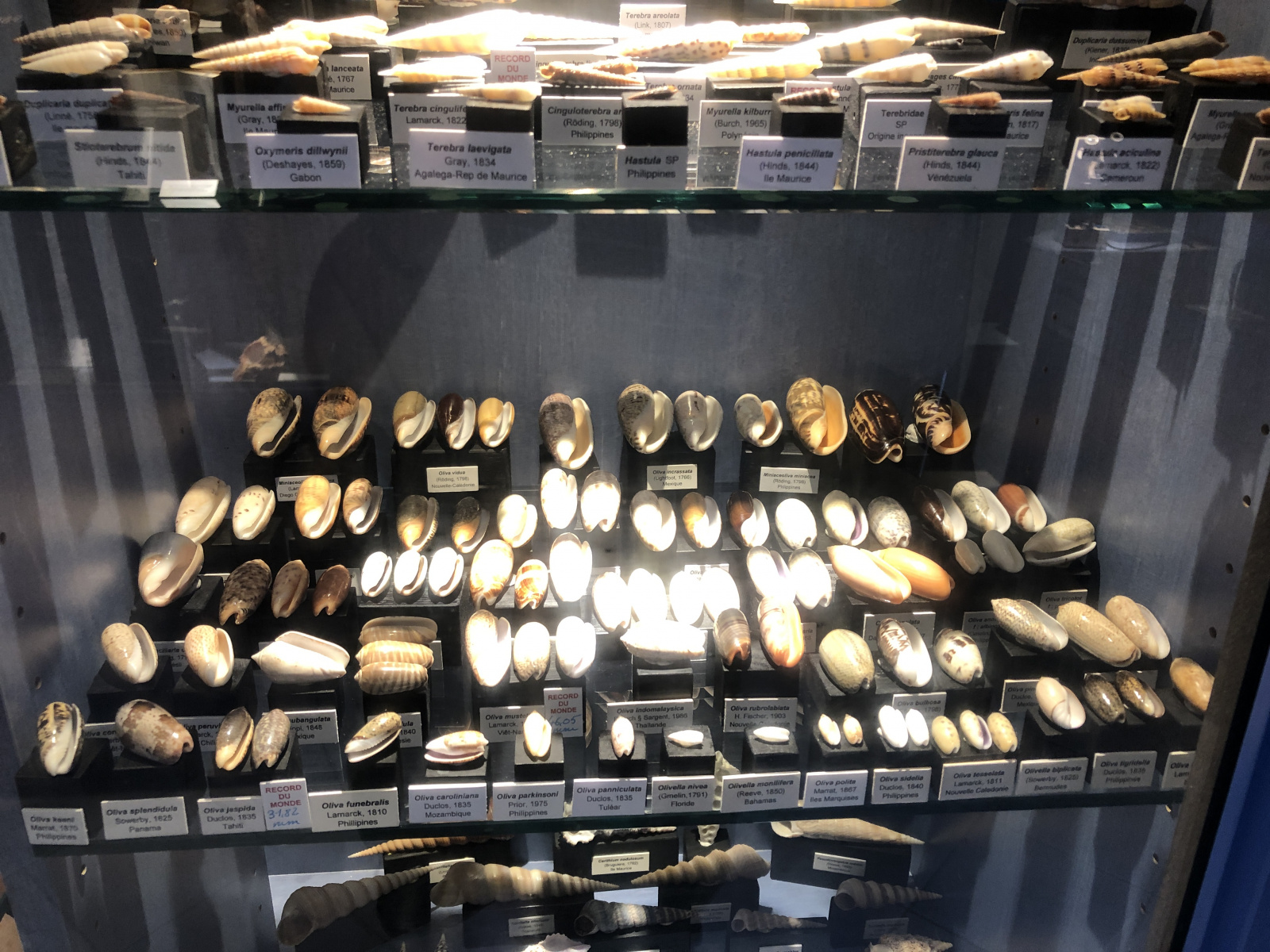 Musée des coquillages à Saint Jean Cap Ferrat