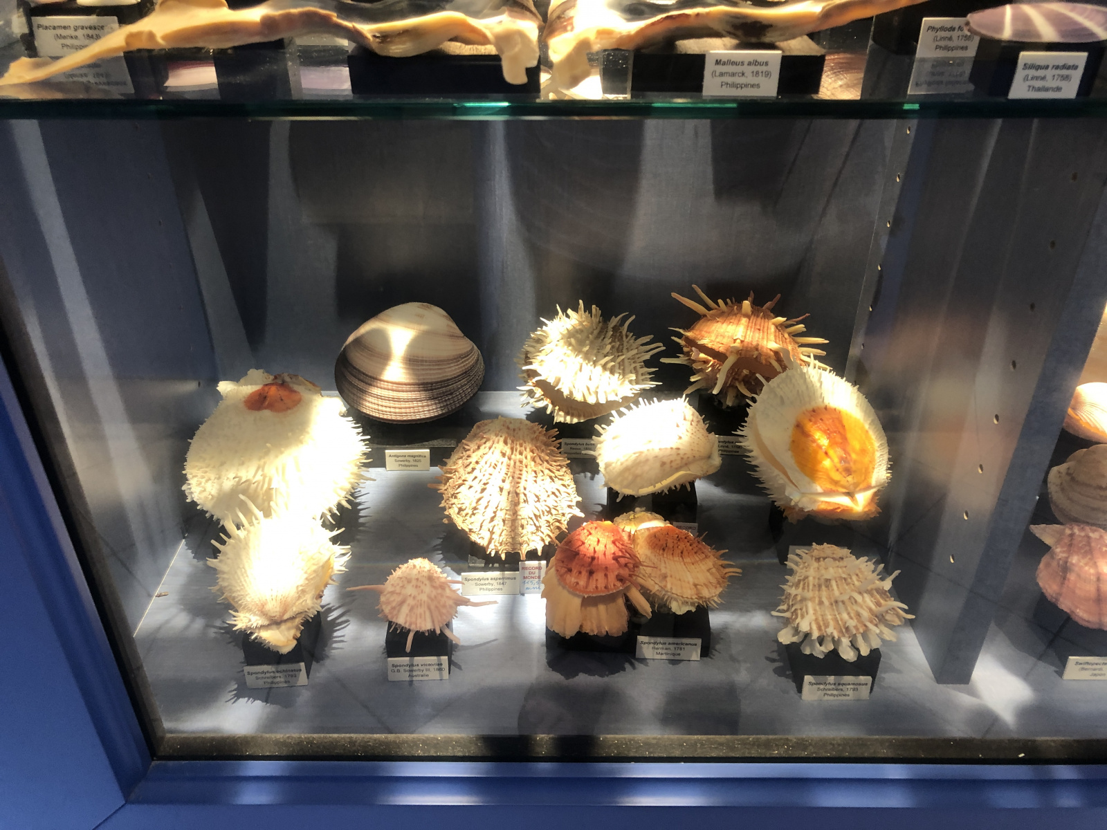 Musée des coquillages à Saint Jean Cap Ferrat