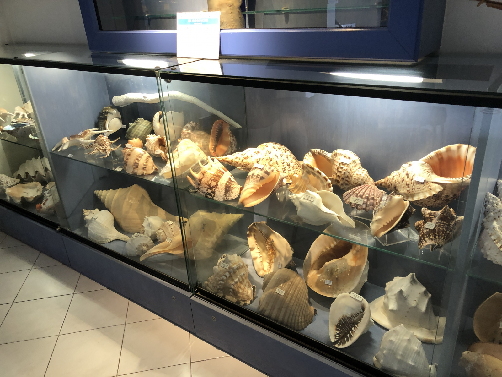 Musée des coquillages à Saint Jean Cap Ferrat