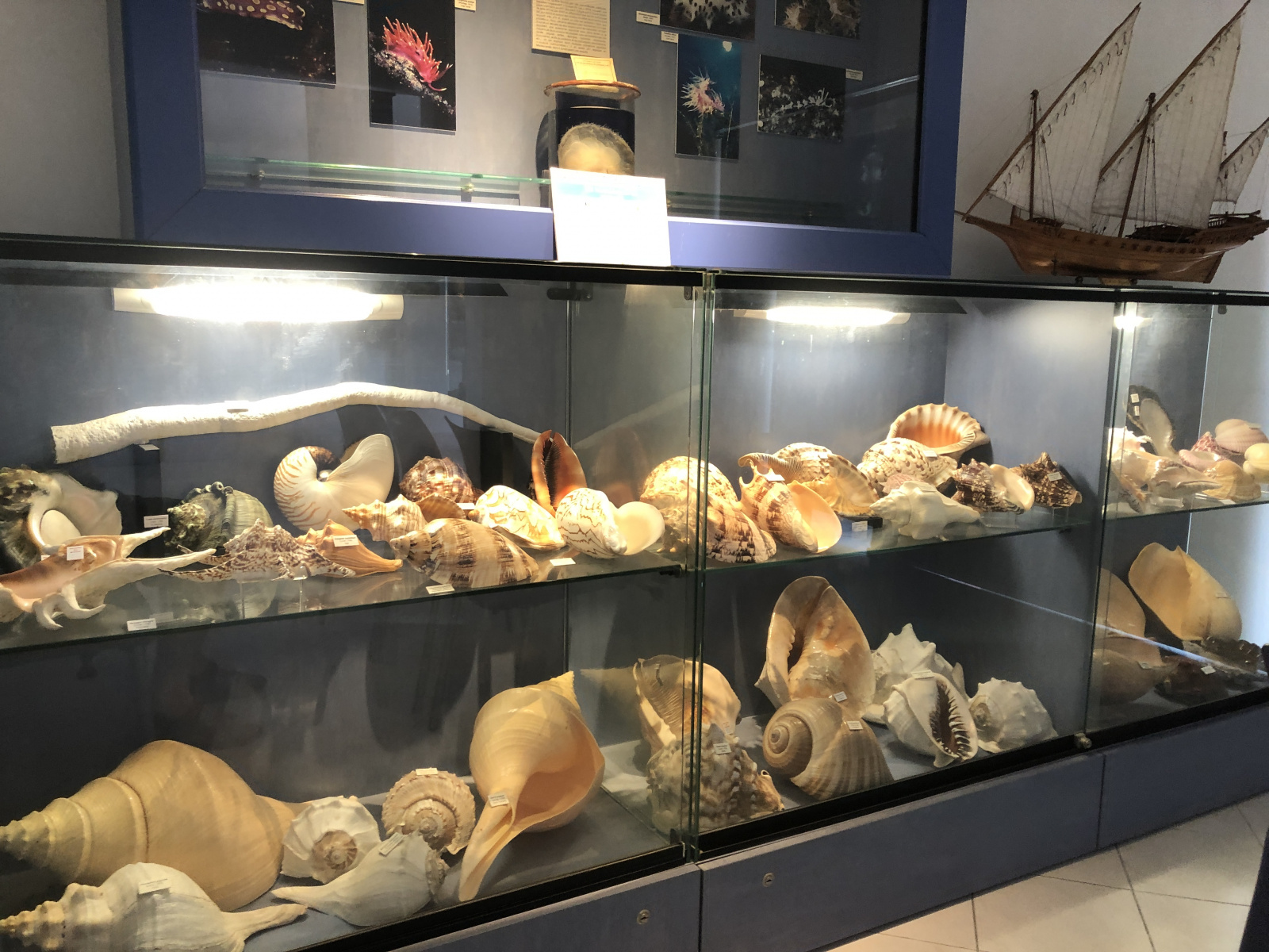 Musée des coquillages à Saint Jean Cap Ferrat