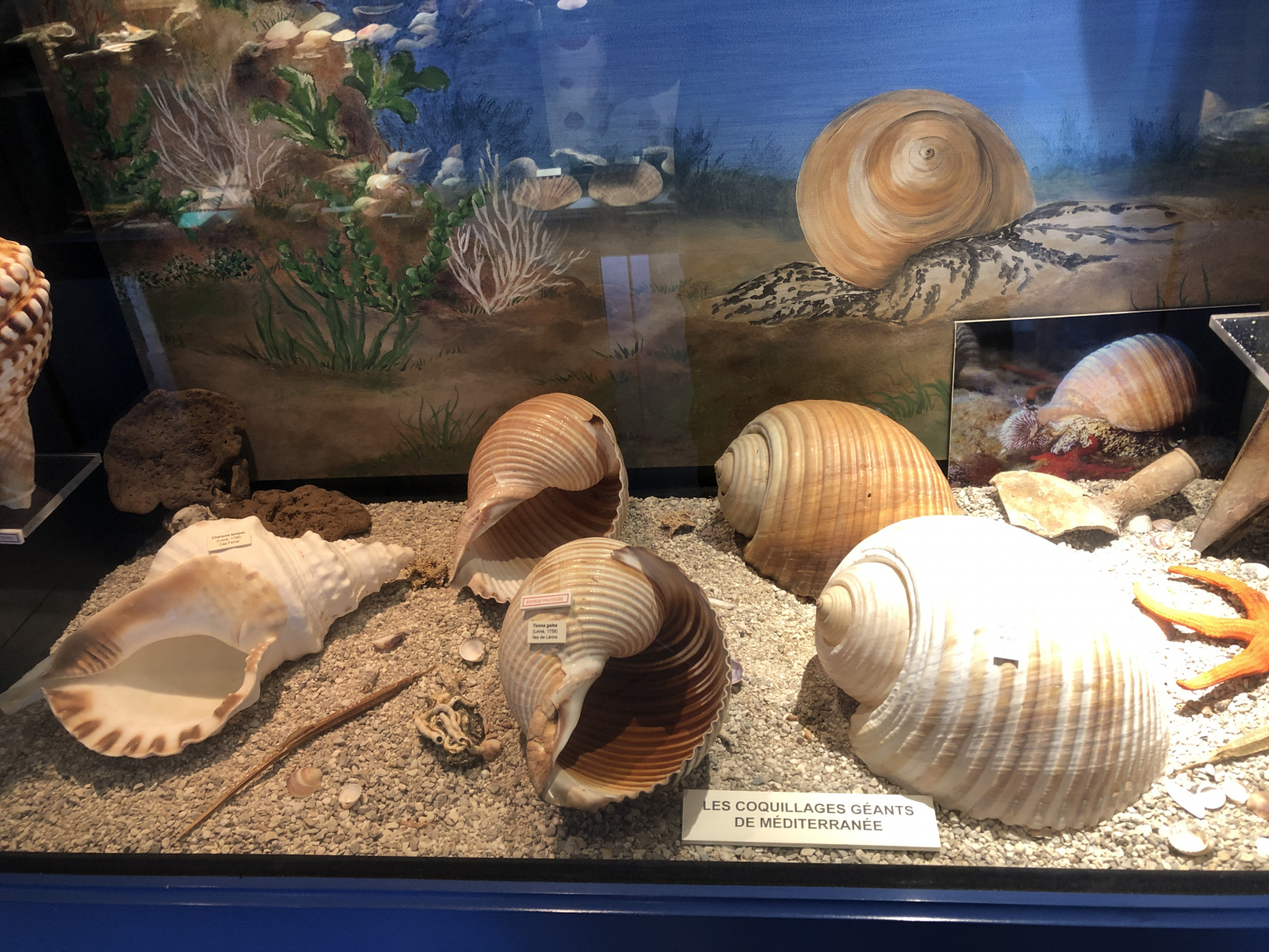 Musée des coquillages à Saint Jean Cap Ferrat